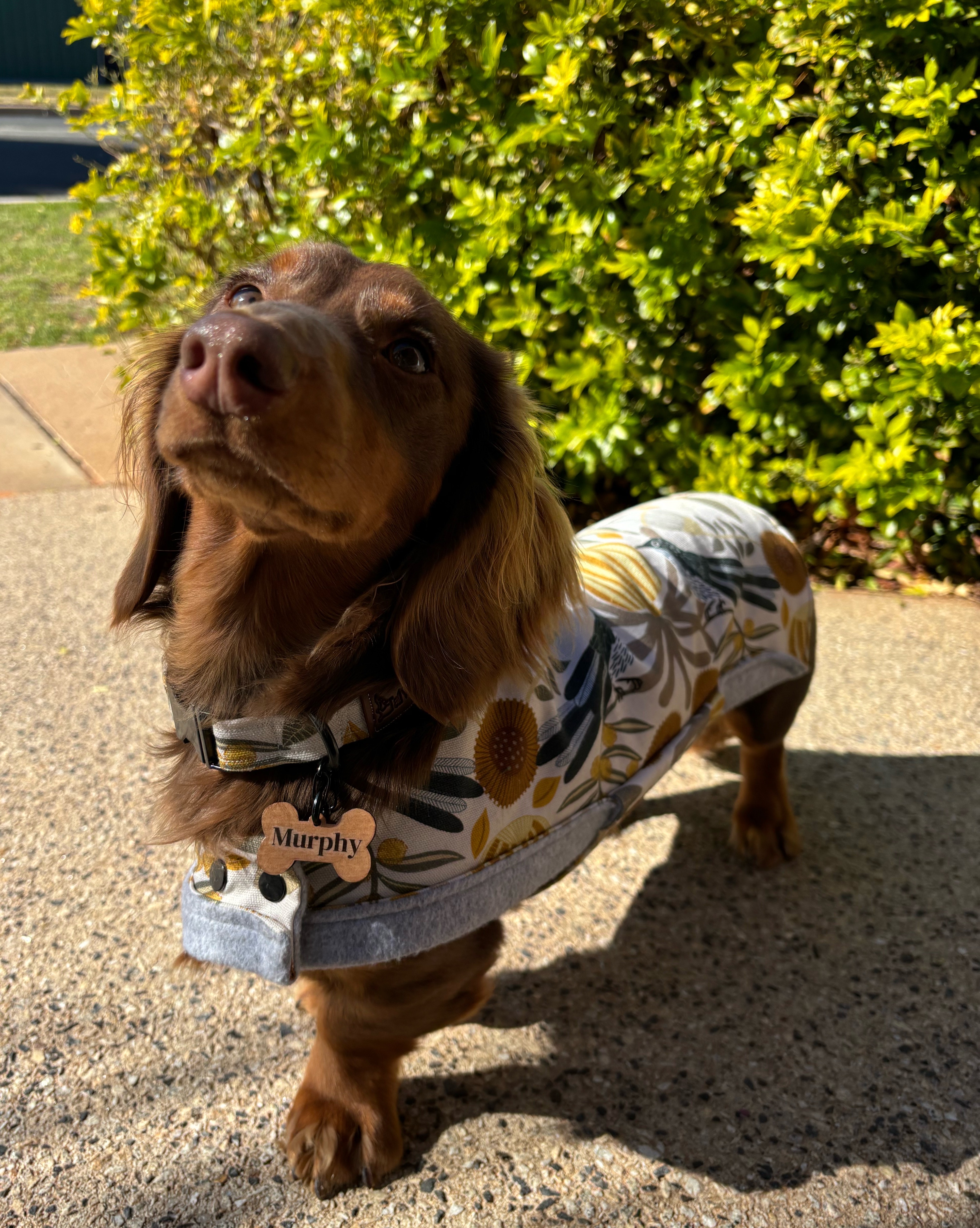 Dachshund Winter Coats