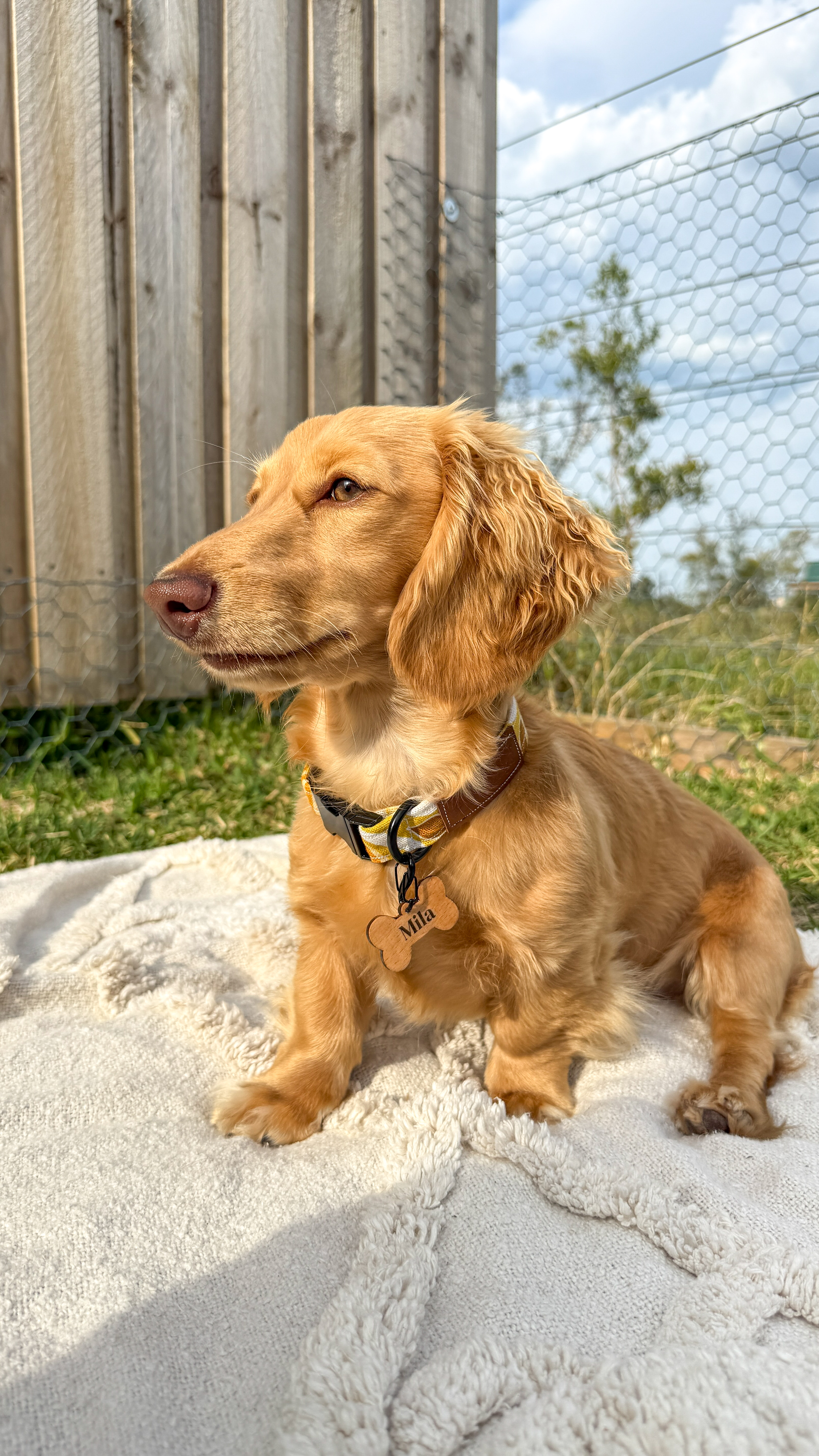 Wag-Worthy Accessories Box