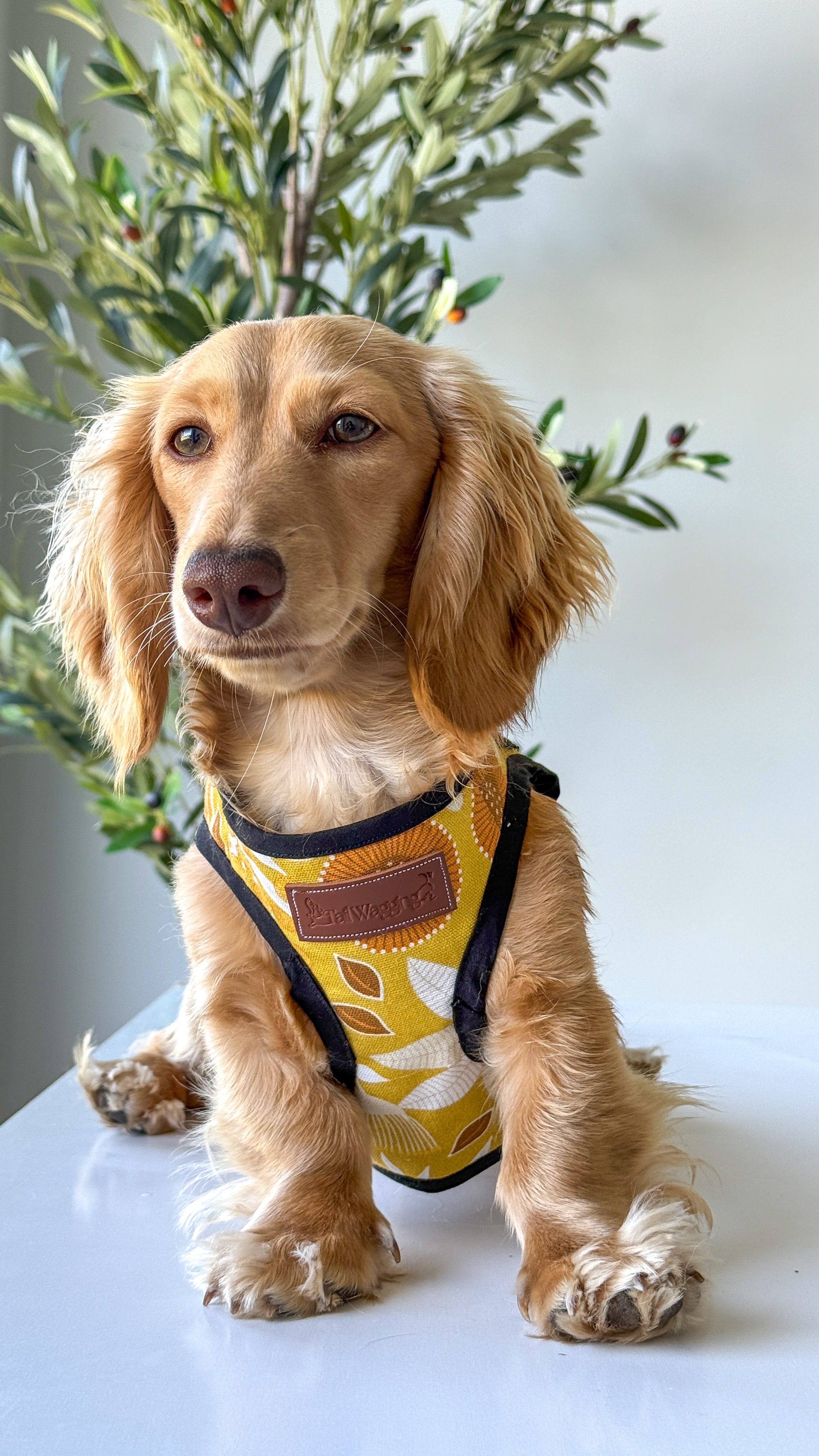 Wag-Worthy Harness