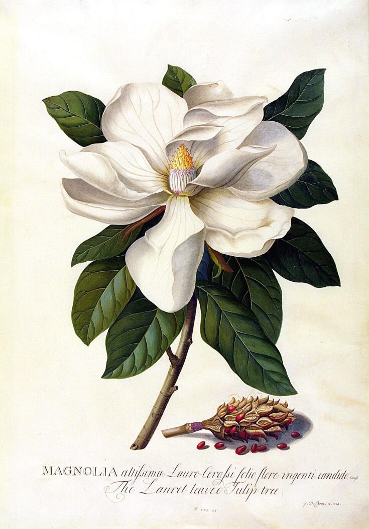 Bull Bay (Magnolia grandiflora) By Georg Dionysius Ehret German Botanist and Entomologist - 1743