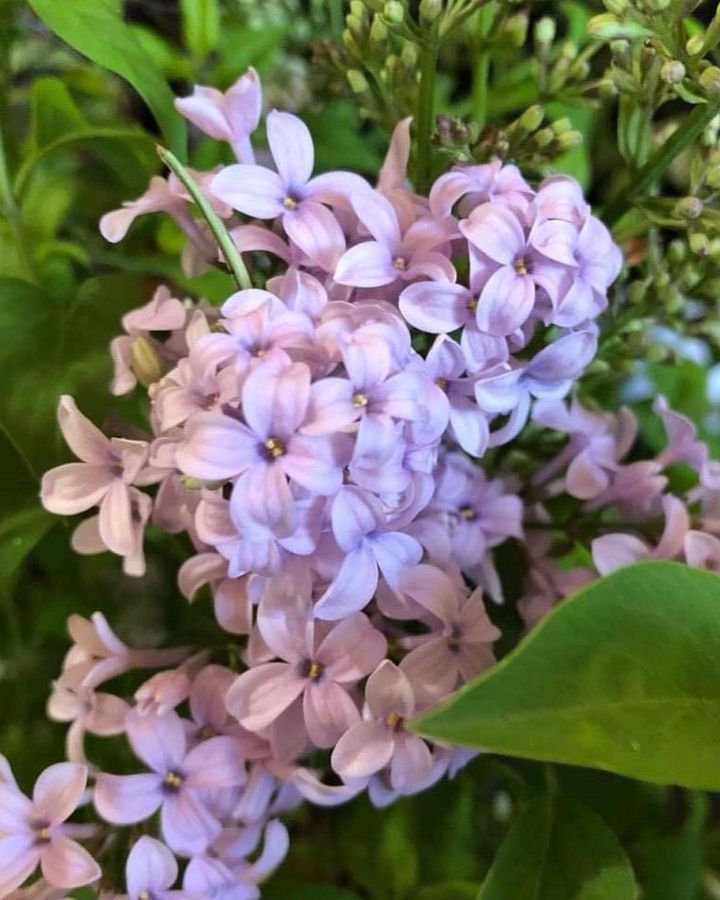PERSIAN LILAC Flower Essence