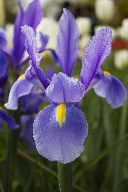 IRIS DE TANJA Flower Essence