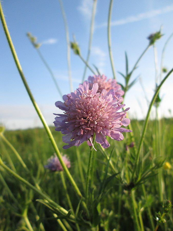 AUNTY SCAB Flower Essence