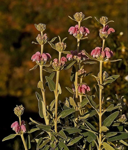 SAGE WARRIOR Flower Essence 