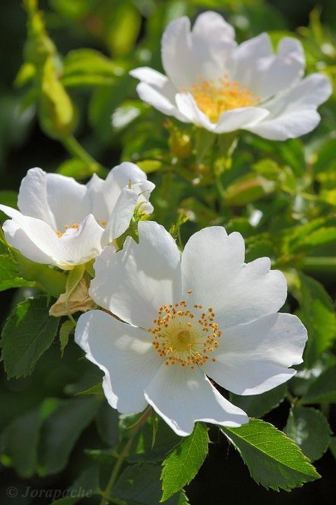 WILD ROSE Flower Essence