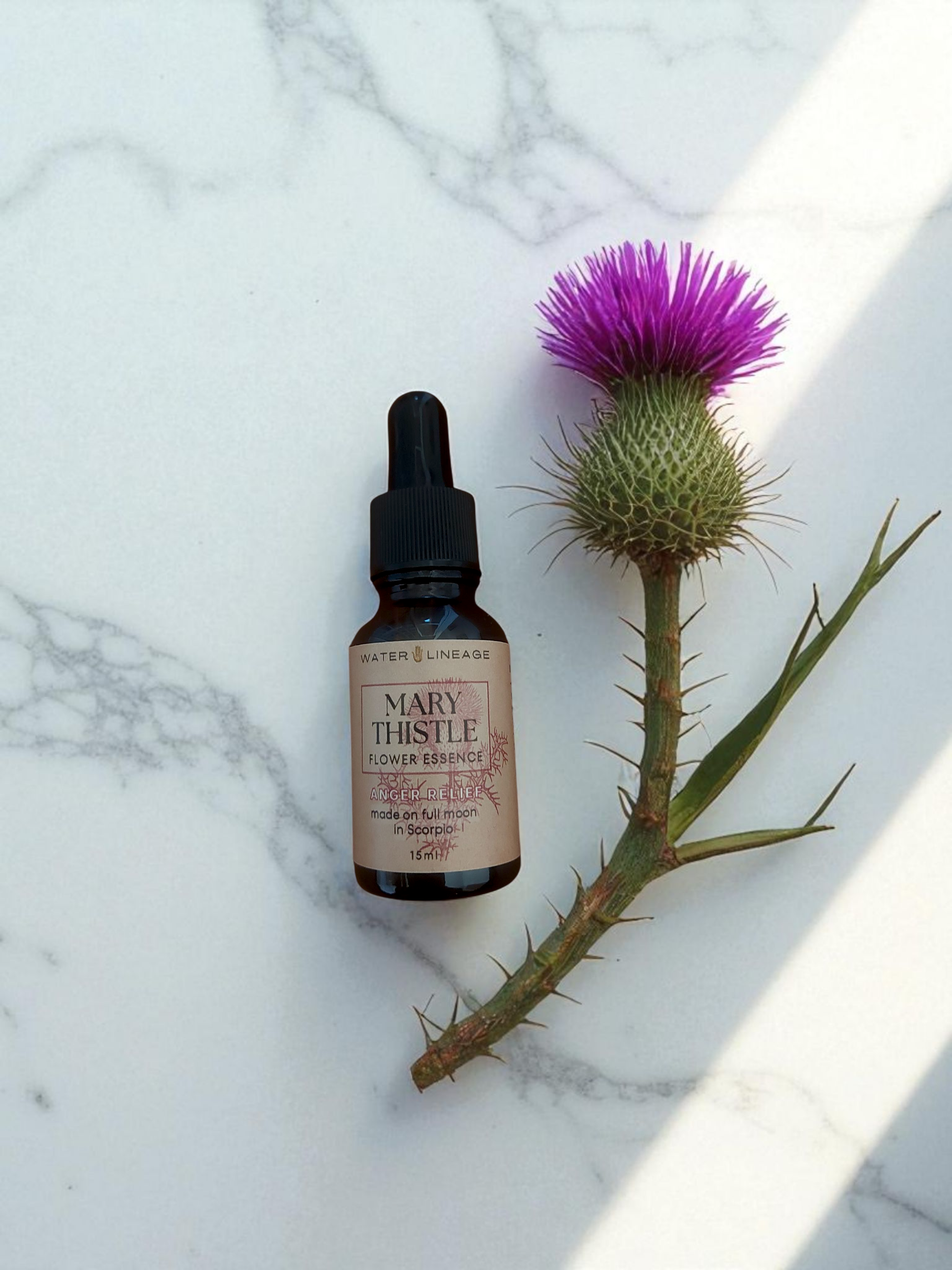 MARY THISTLE Flower Essence
