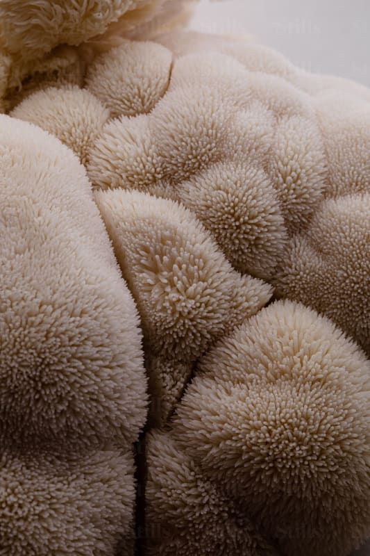 LION'S MANE Mushroom Extract | Brain & Nerve Support