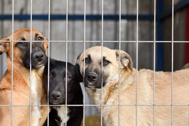 Donate Towards Shelter Mobility Fund
