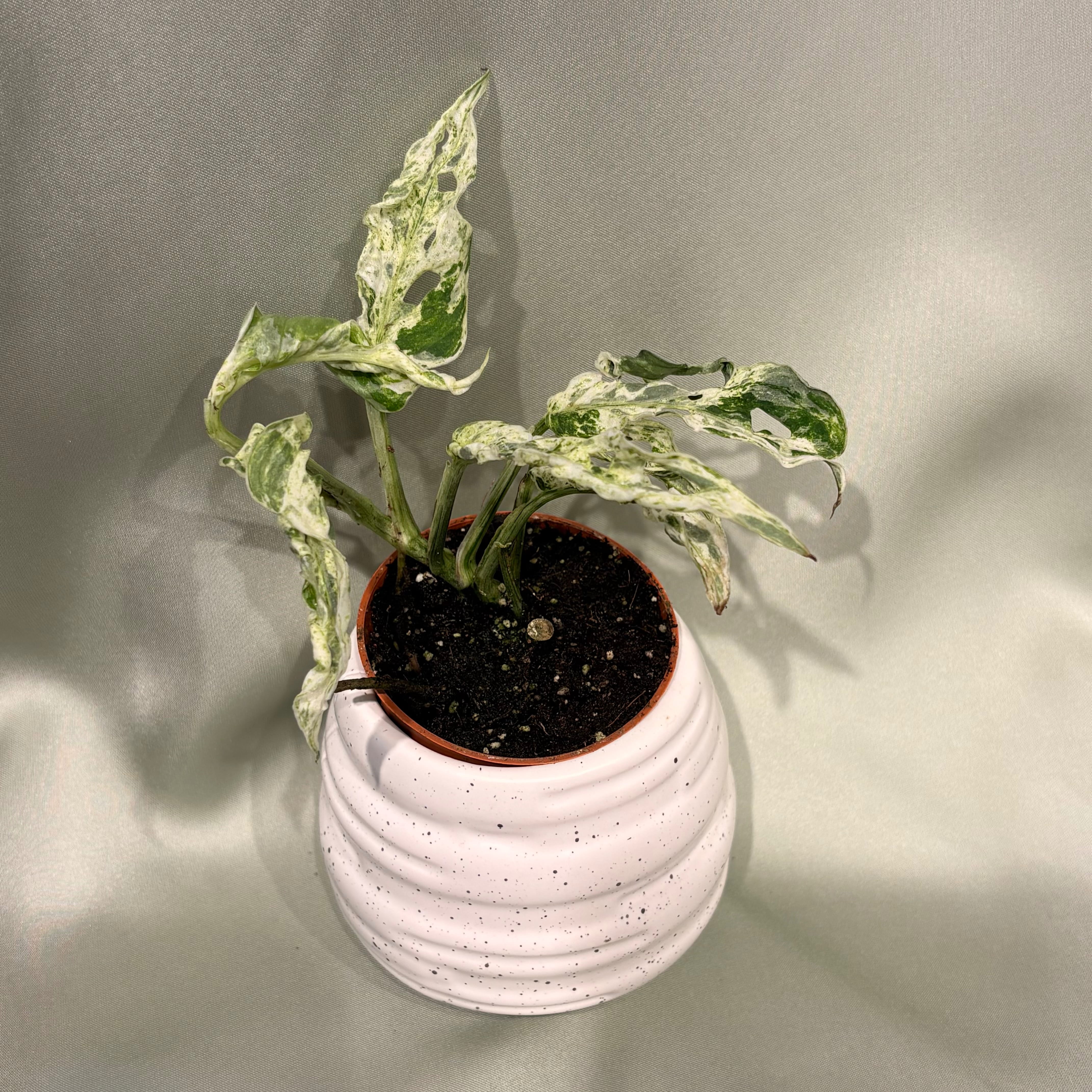 Monstera Frozen Freckles
