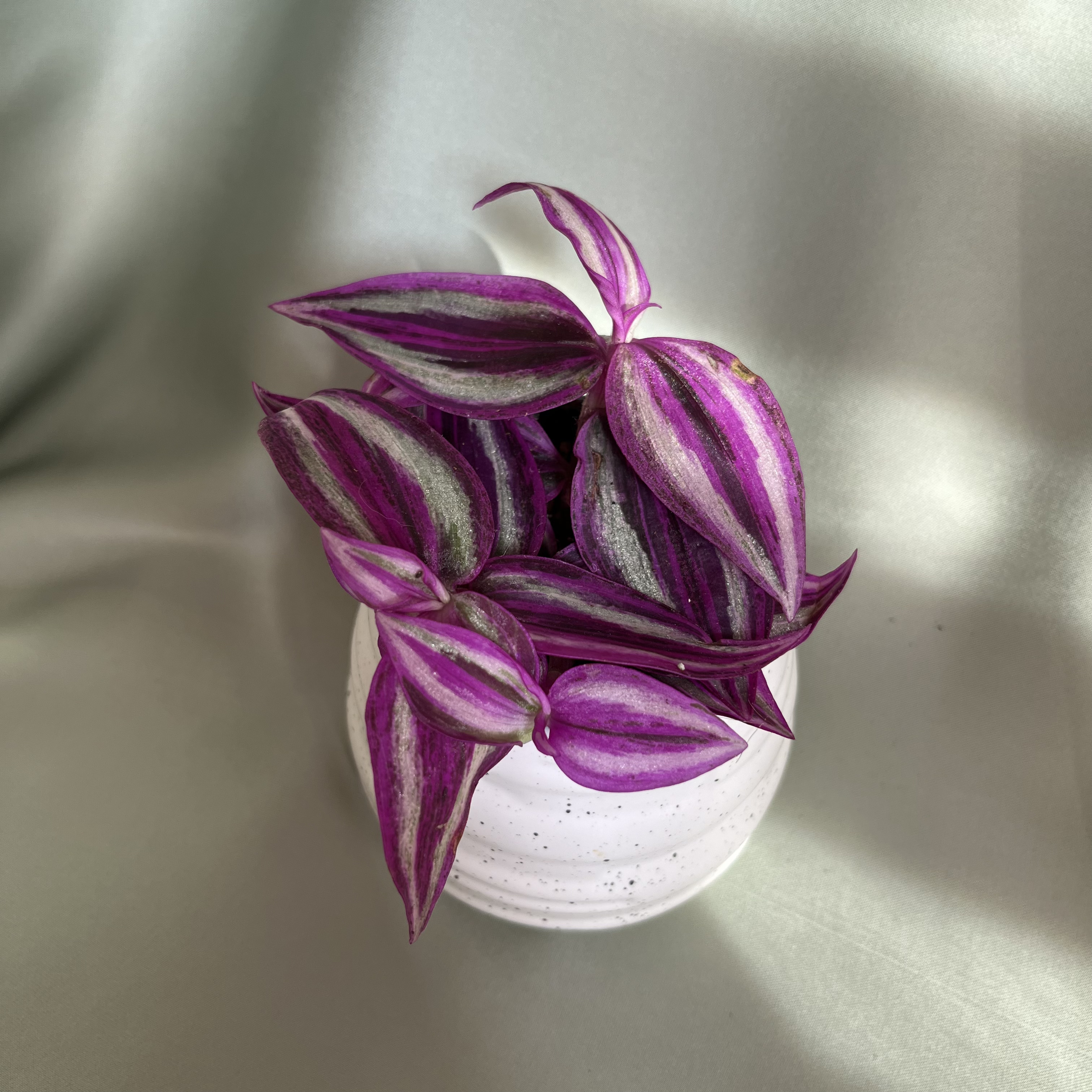 Tradescantia Pink Paradise