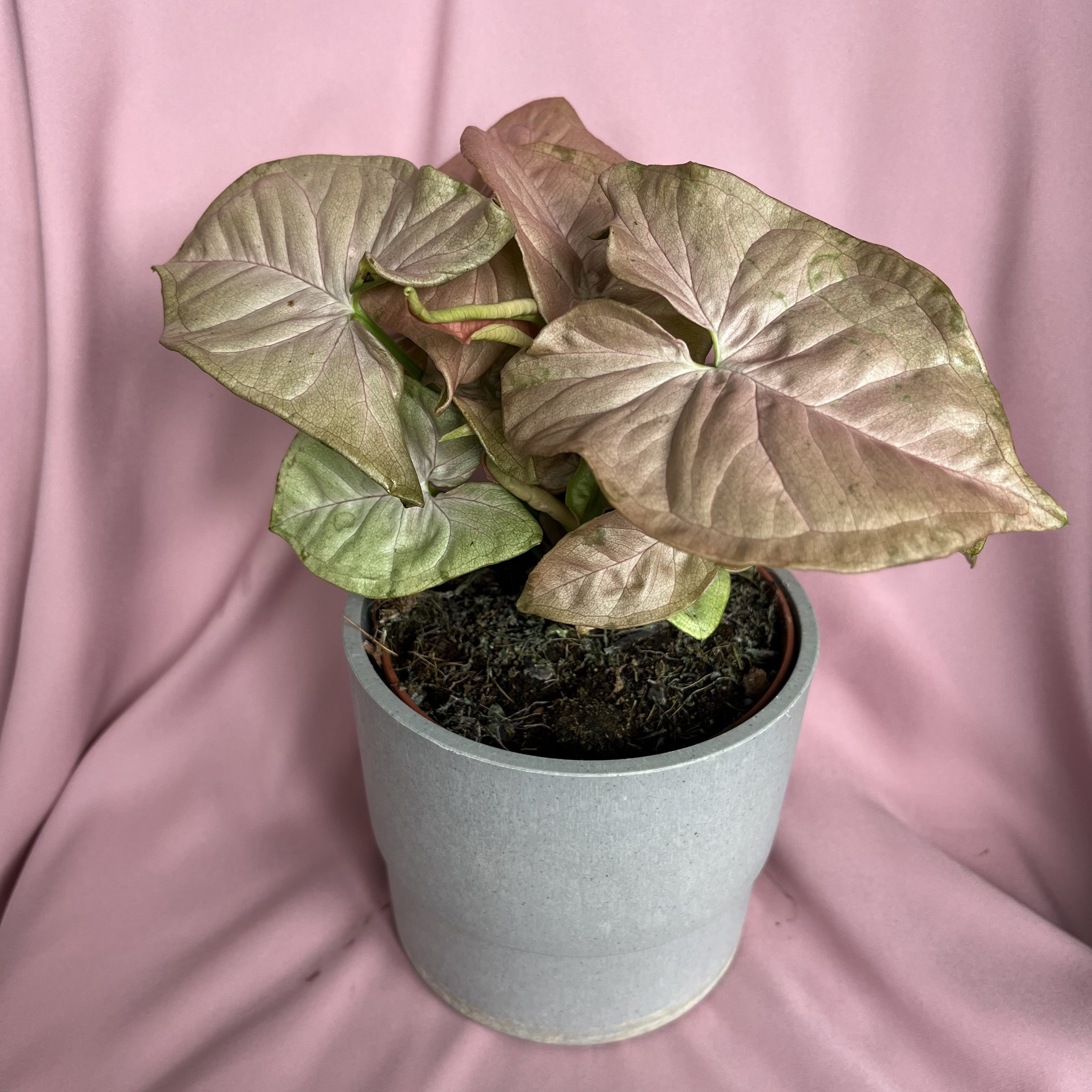 Syngonium podophyllum Neon