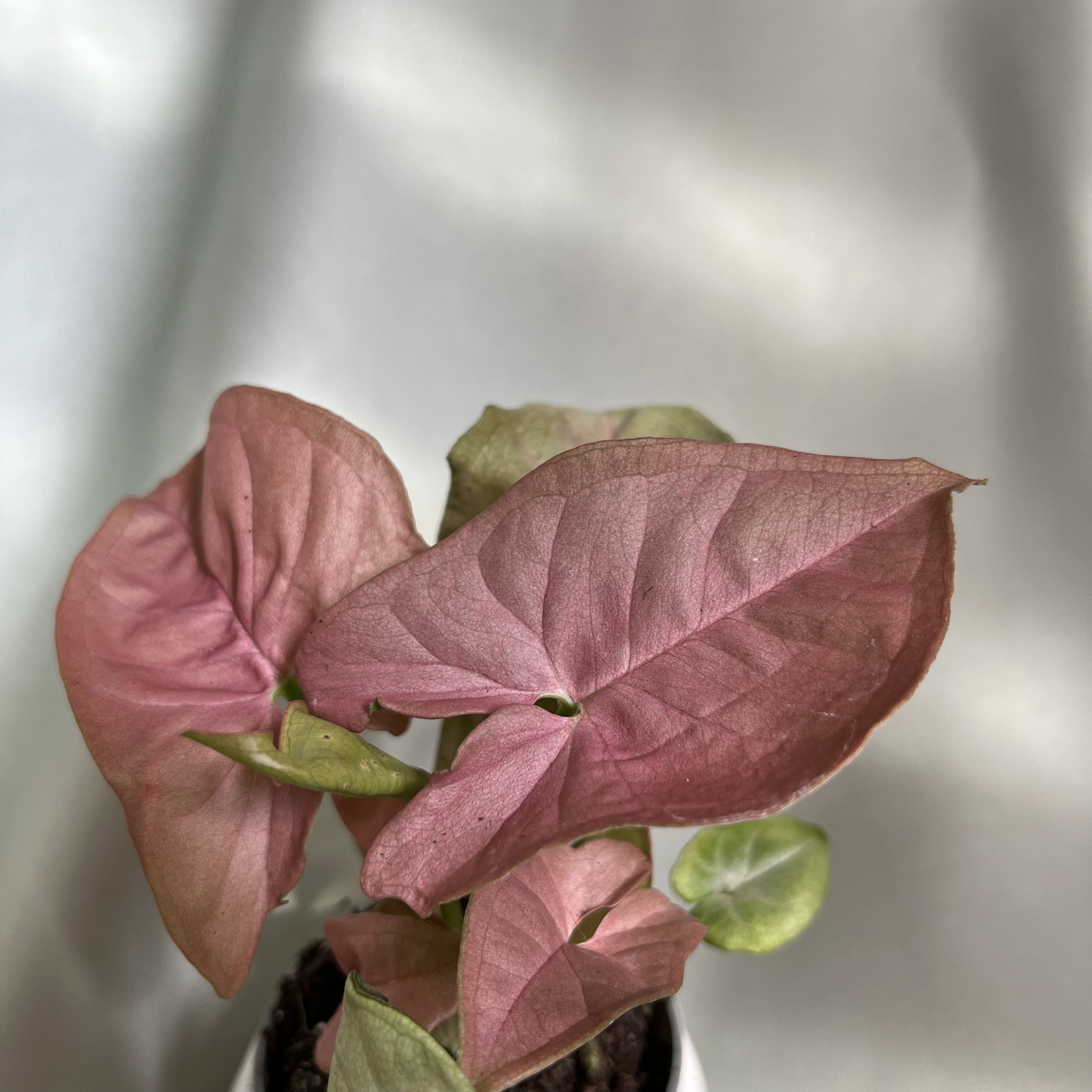 Syngonium podophyllum Neon