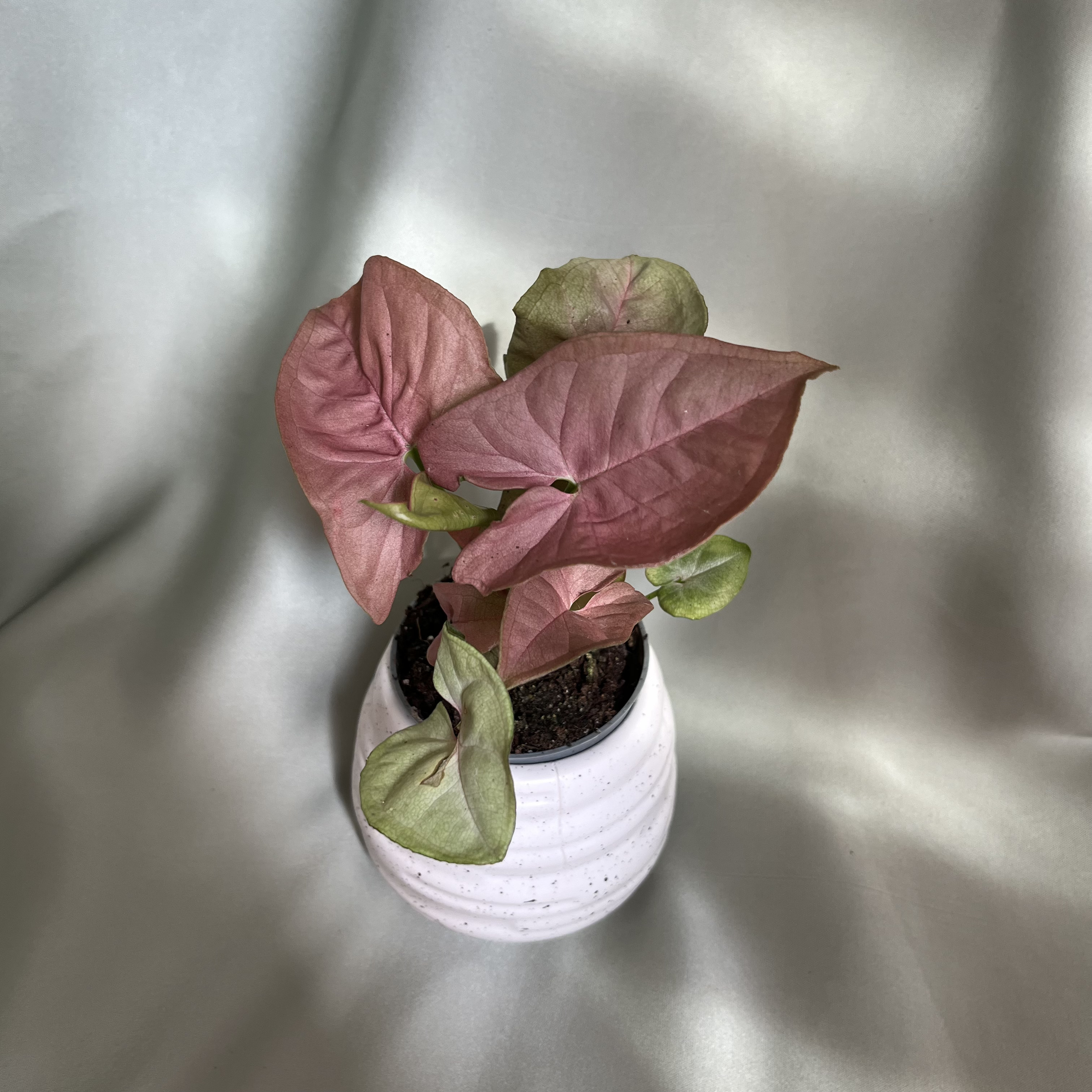 Syngonium podophyllum Neon