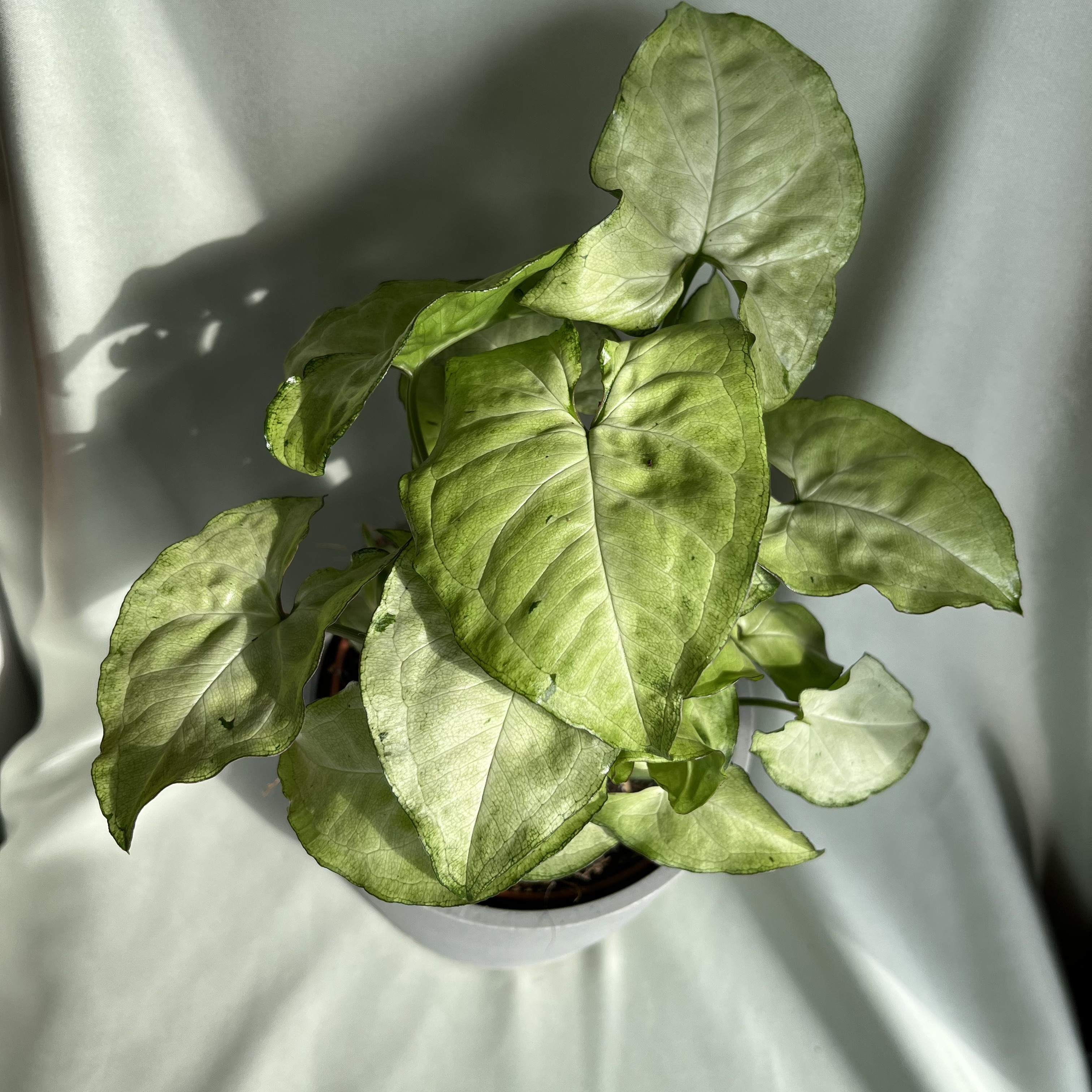 Syngonium White Butterfly