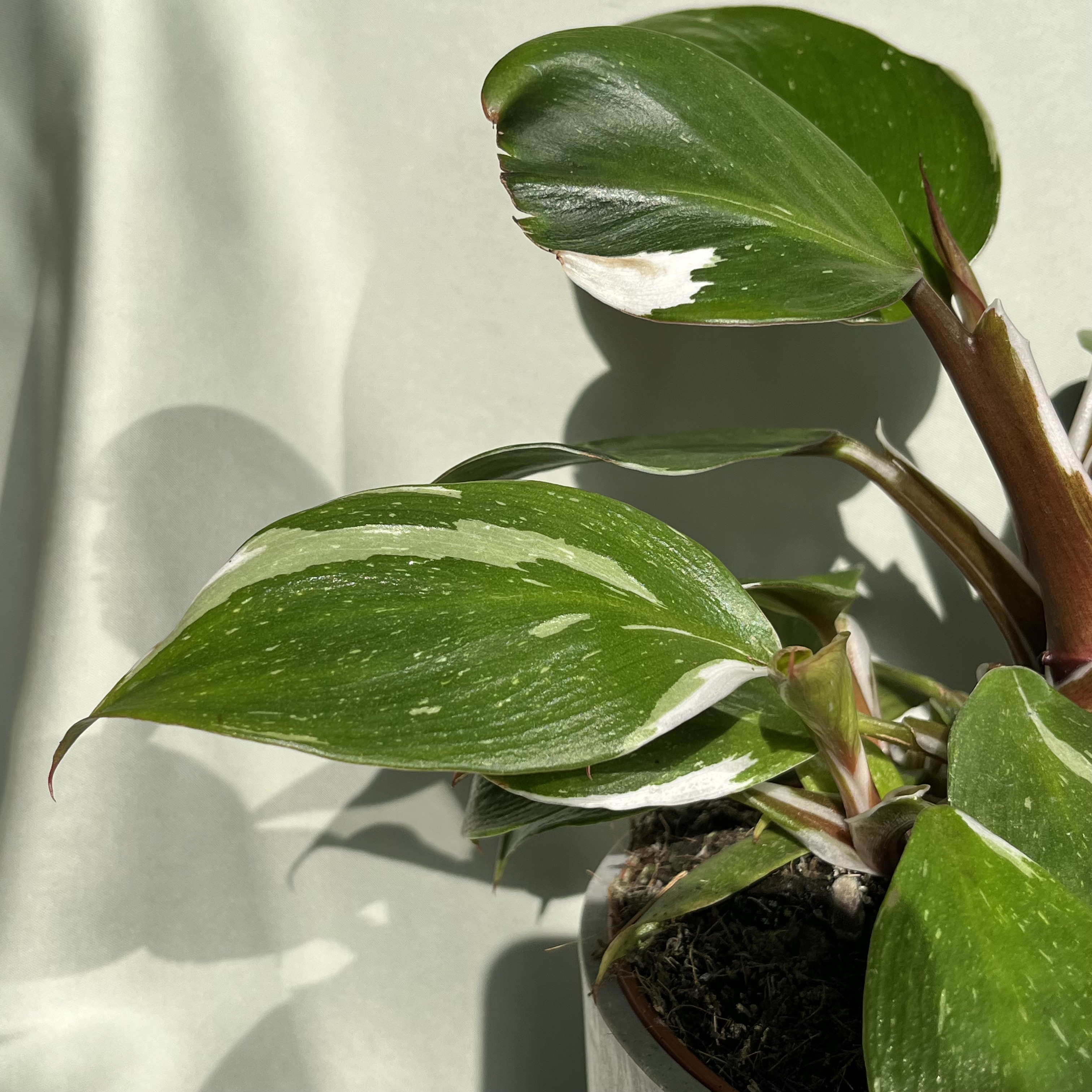 Philodendron White Knight