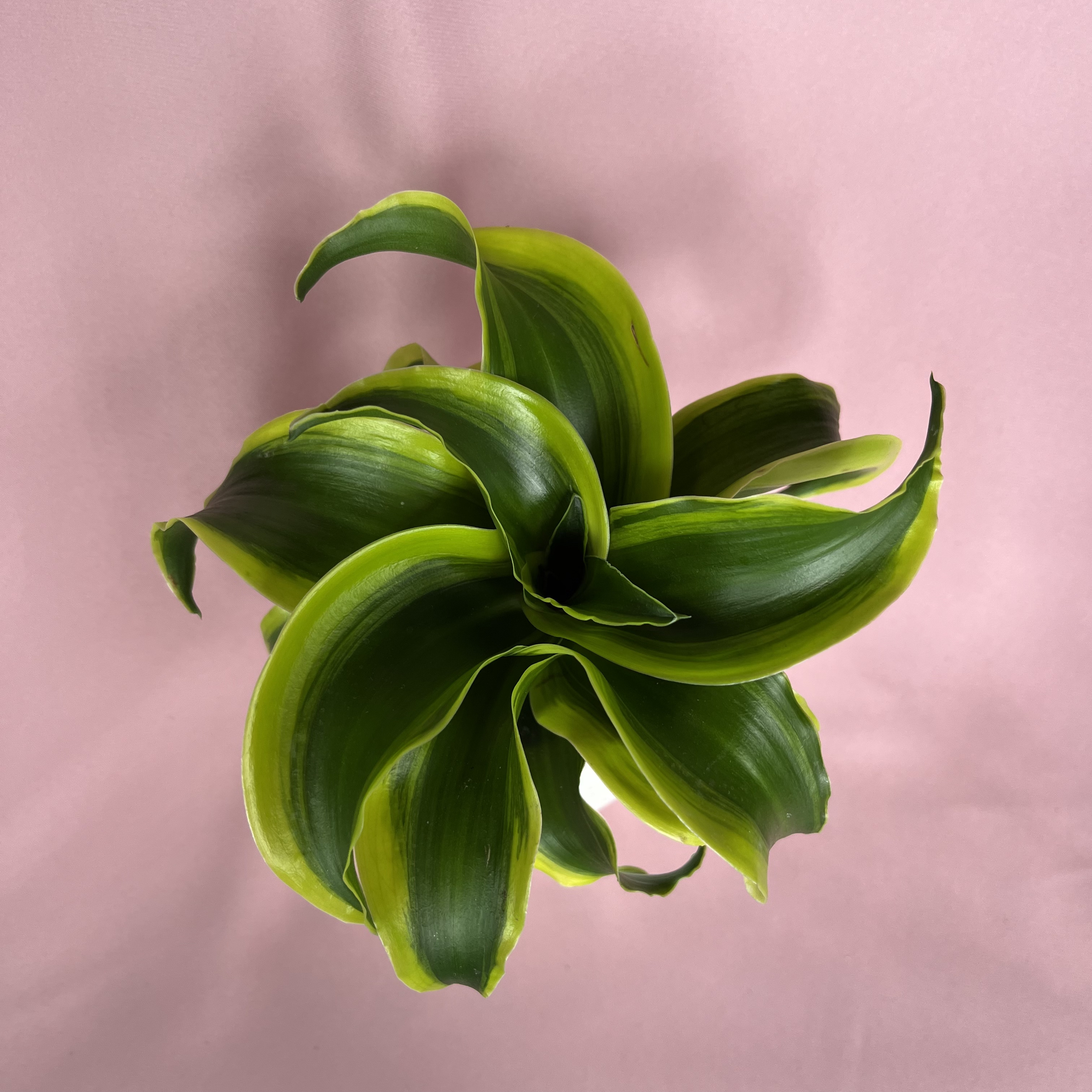 Dracaena fragrans Tornado