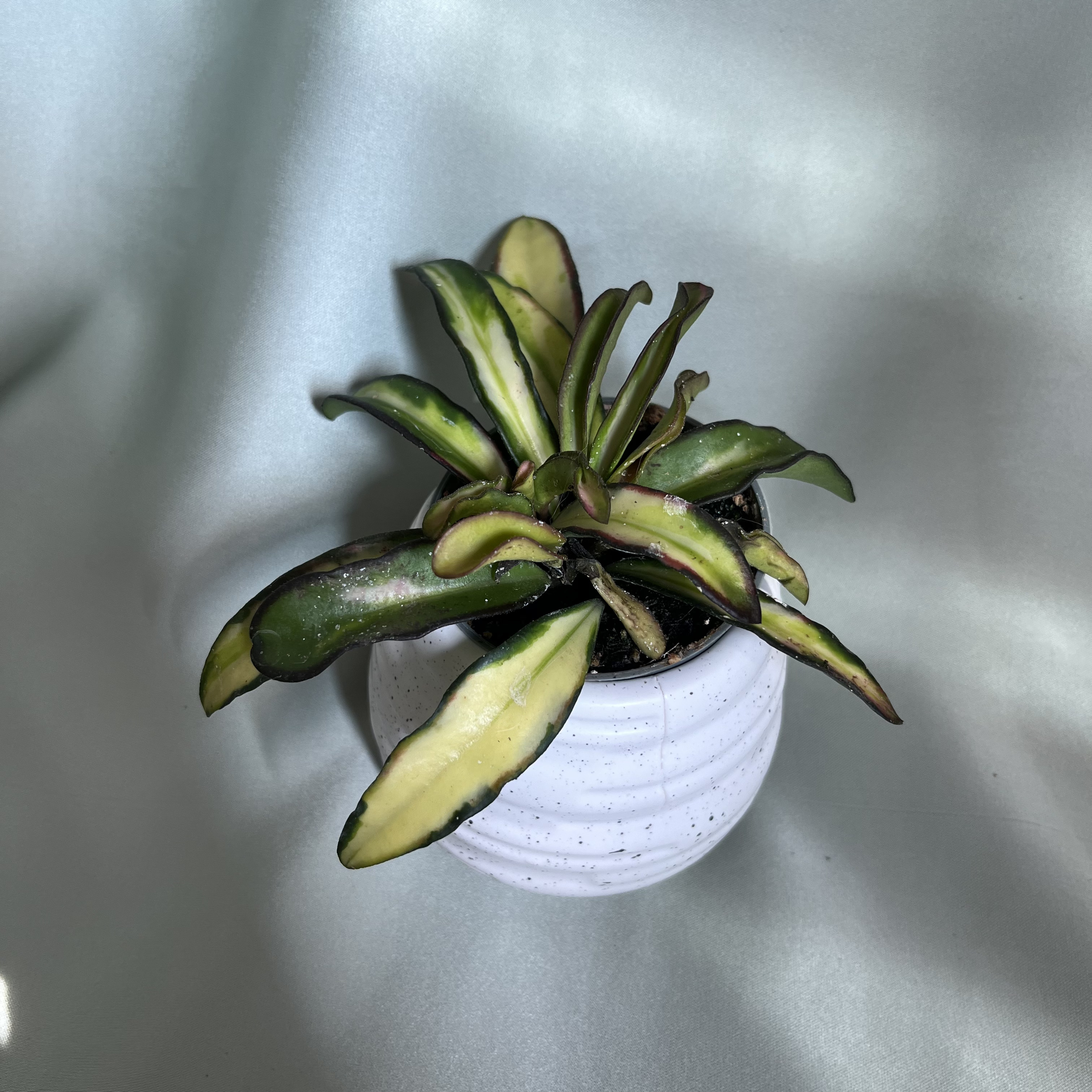 Hoya wayetii Tricolor