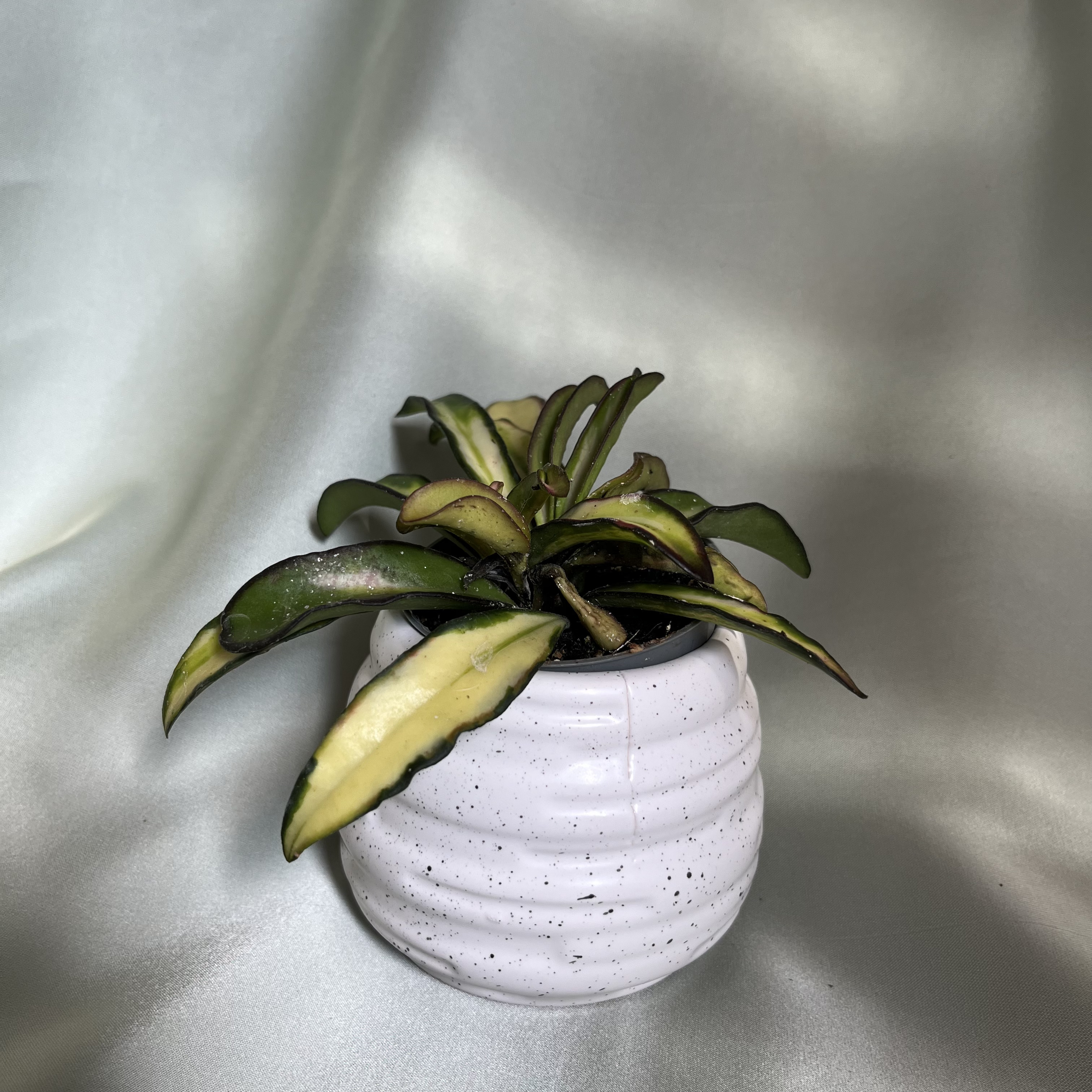 Hoya wayetii Tricolor