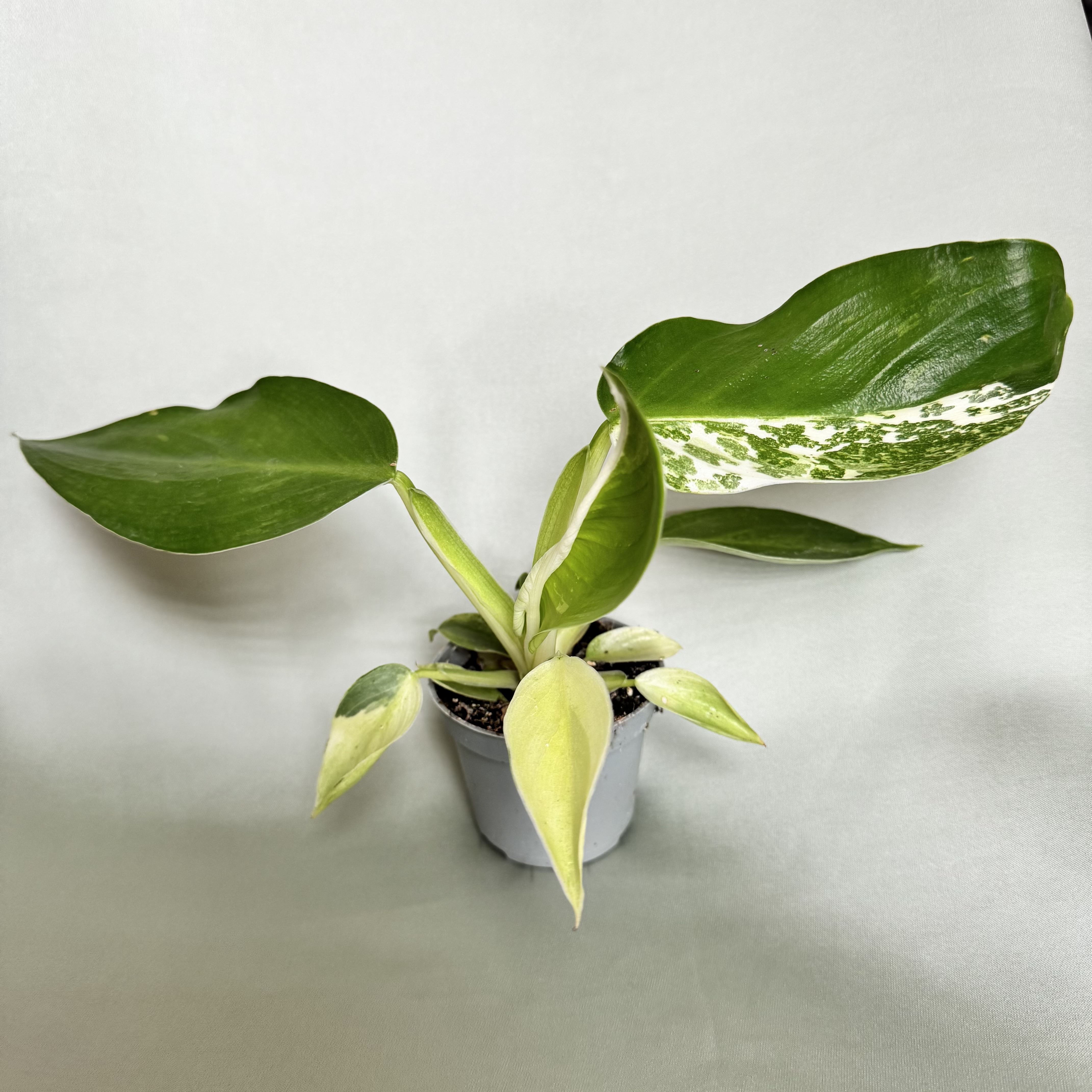 Philodendron Jose Buono