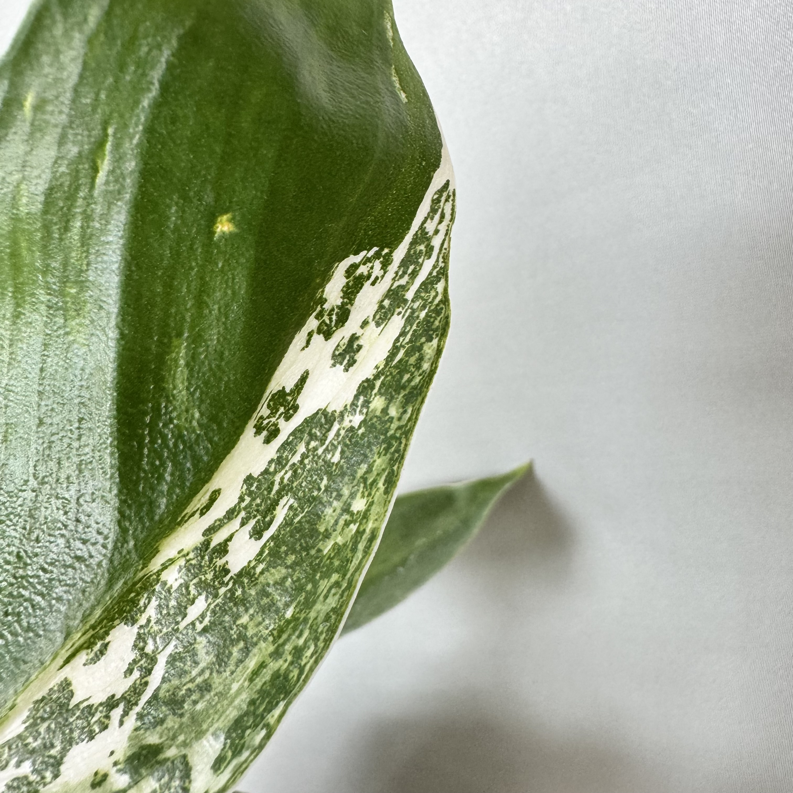 Philodendron Jose Buono