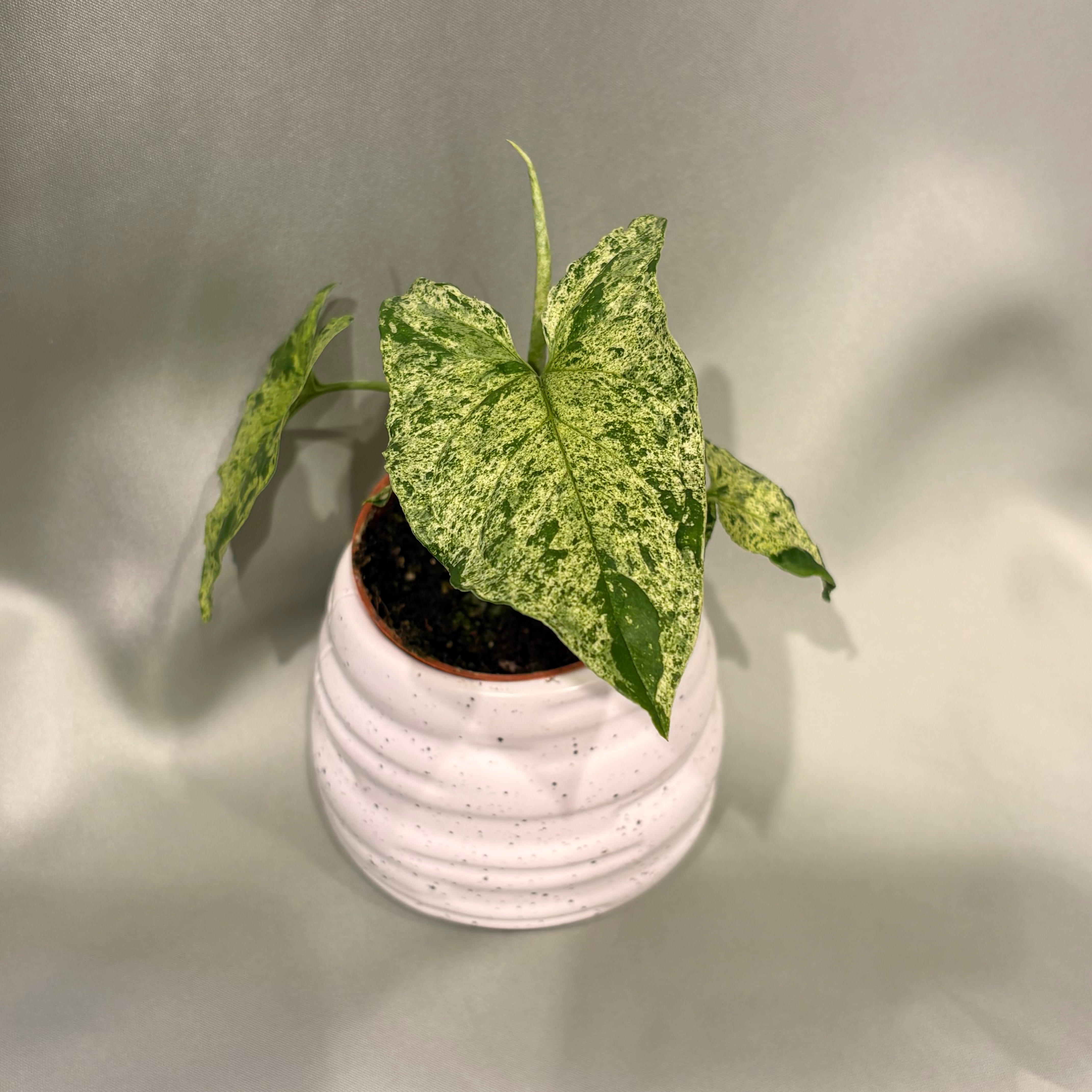 Syngonium Mottled
