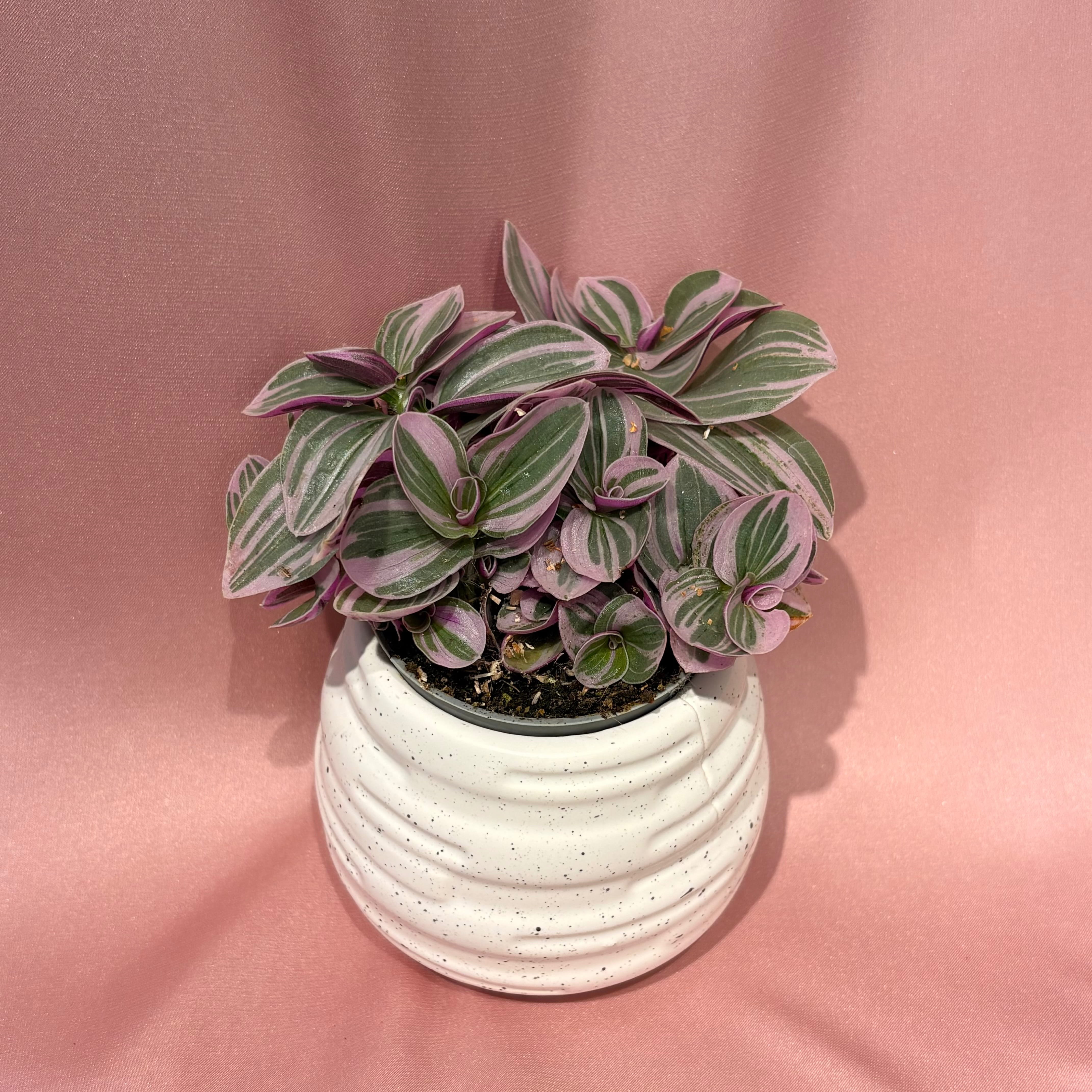 Tradescantia cerinthoides Sweetness