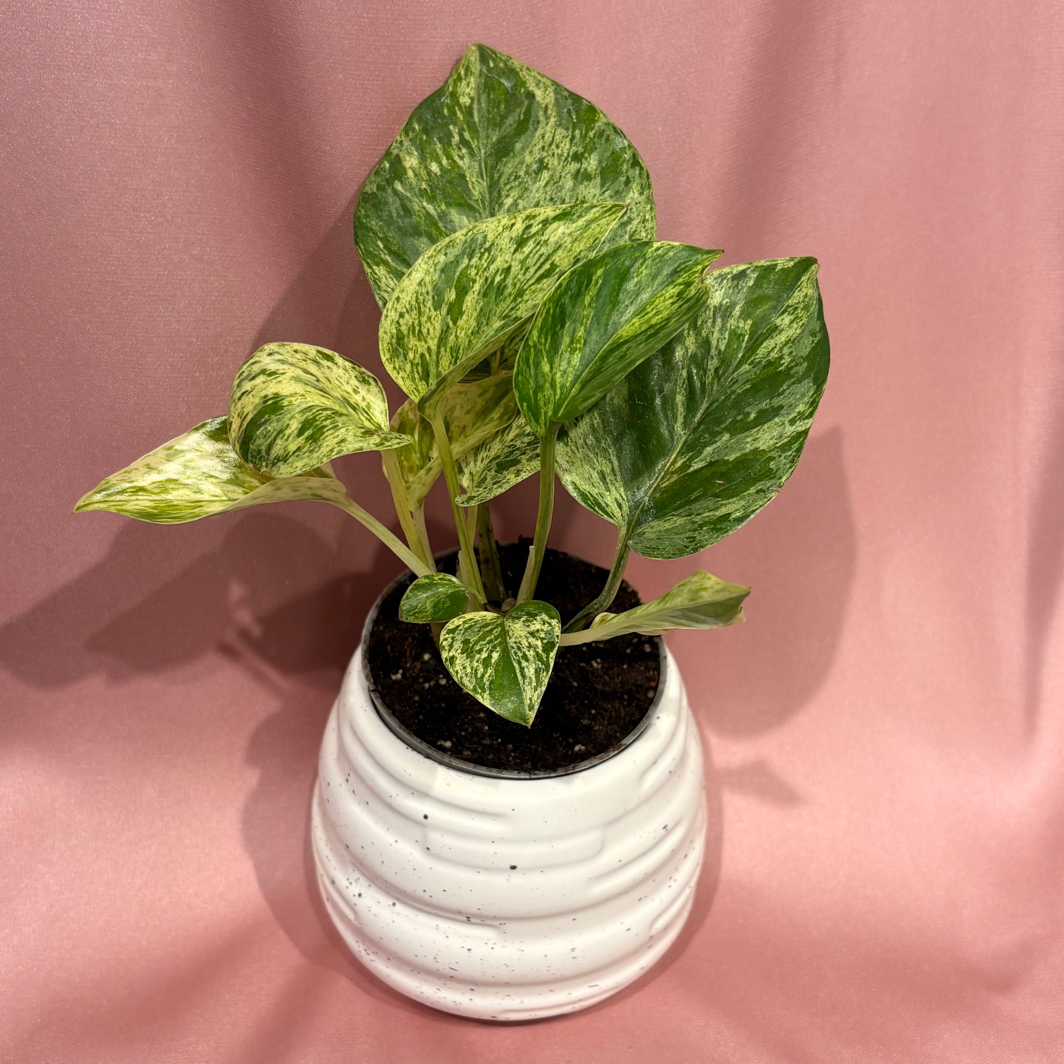 Epipremnum pinnatum Marble Queen