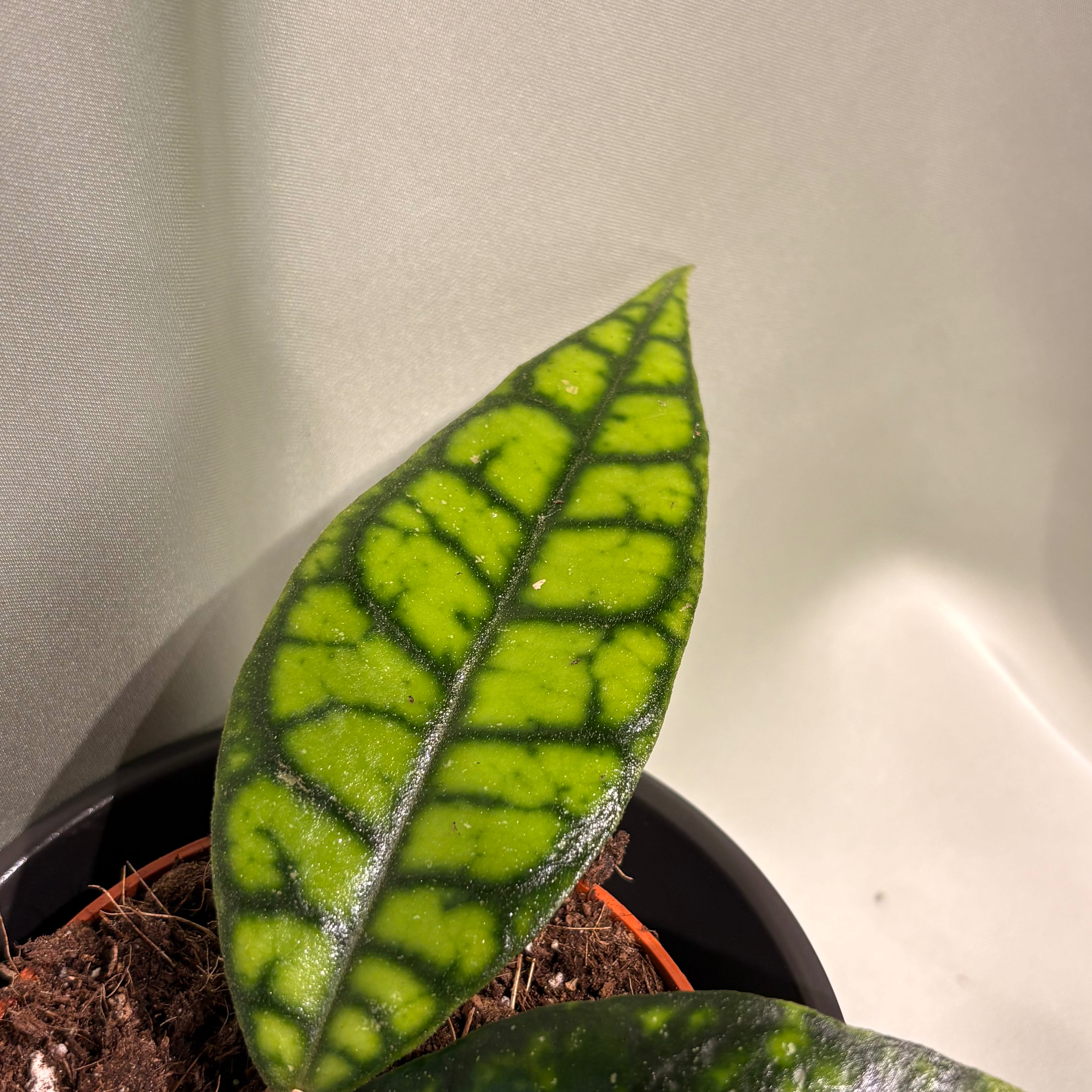 Hoya callistophylla Black Cat