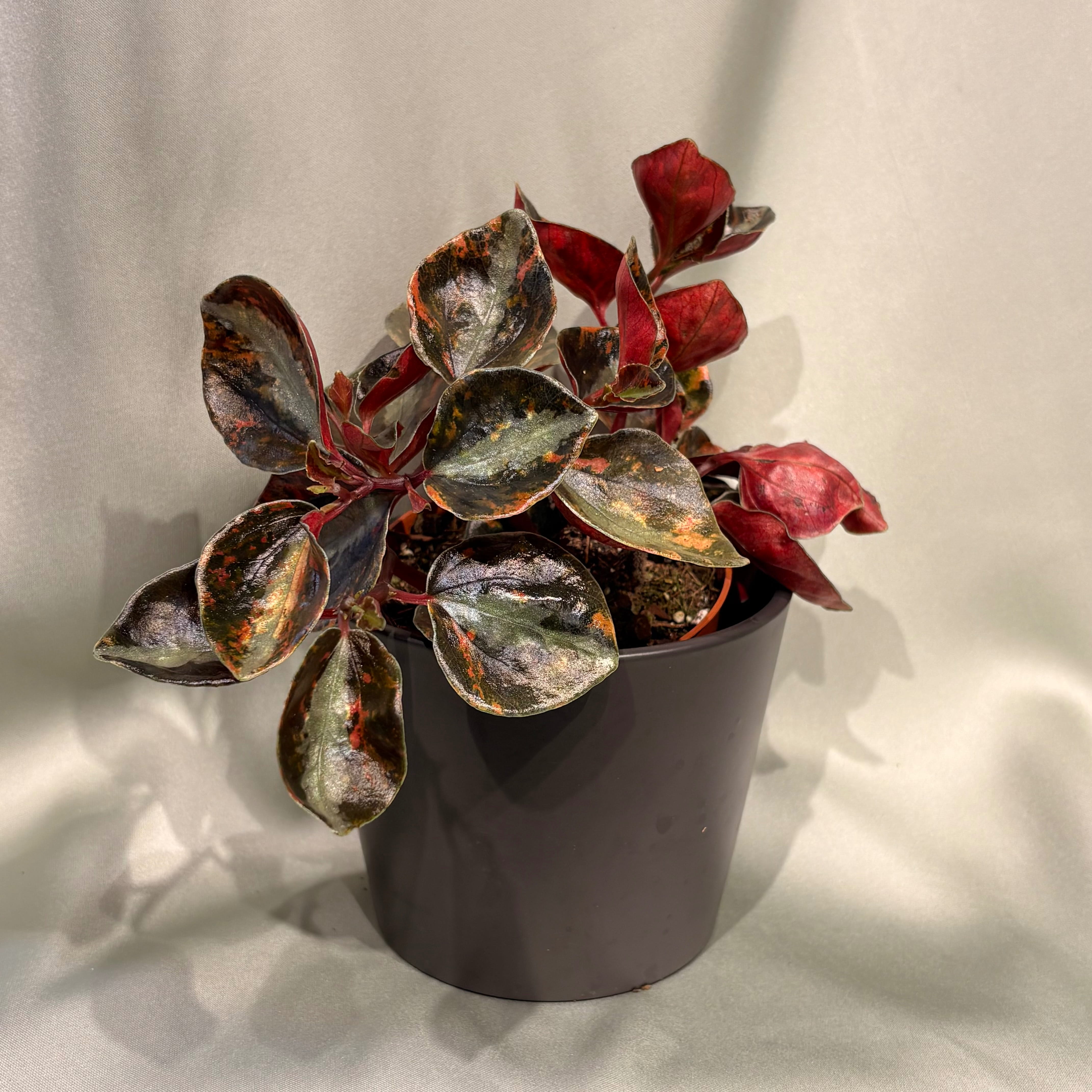 Peperomia Crème Brûlée
