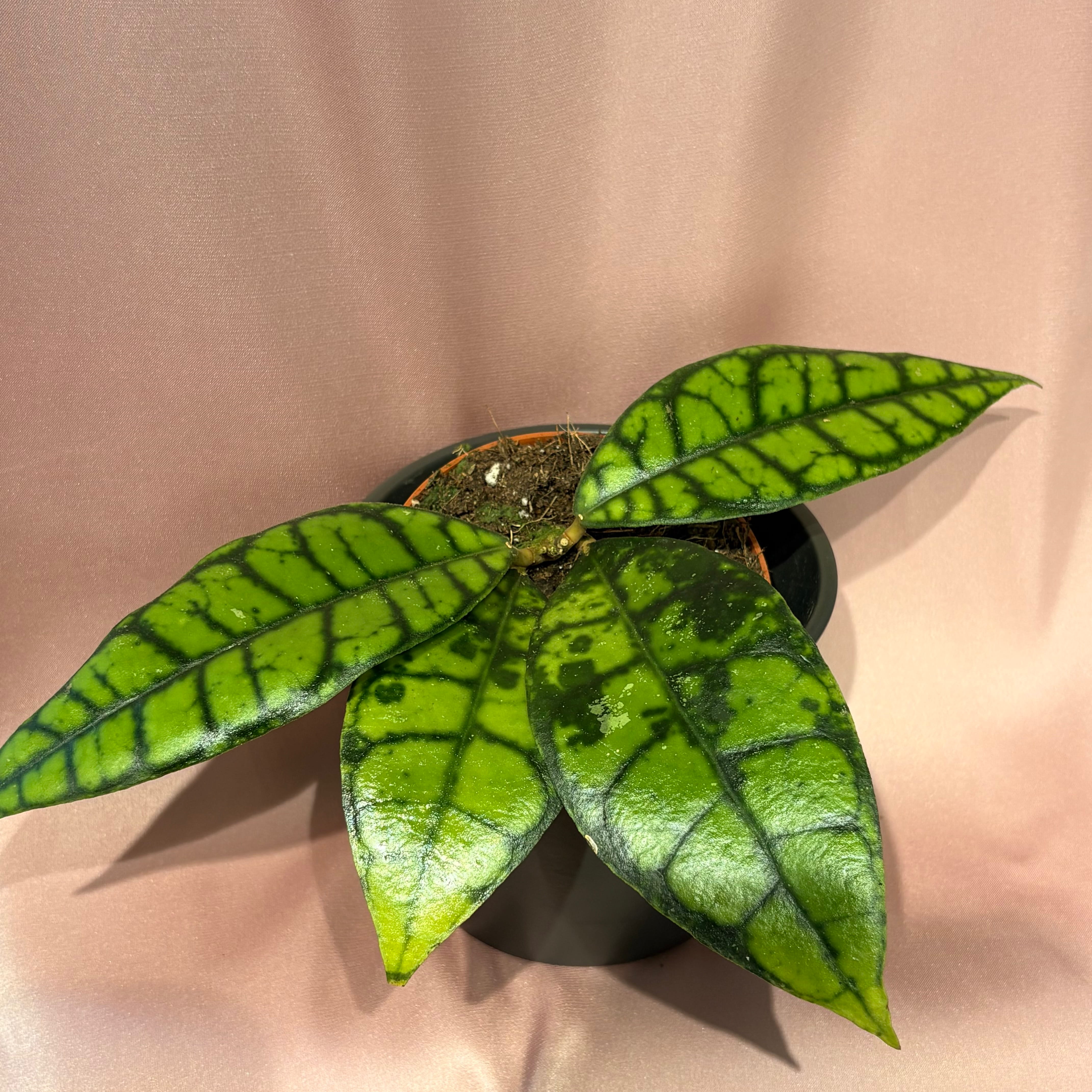 Hoya callistophylla Black Cat