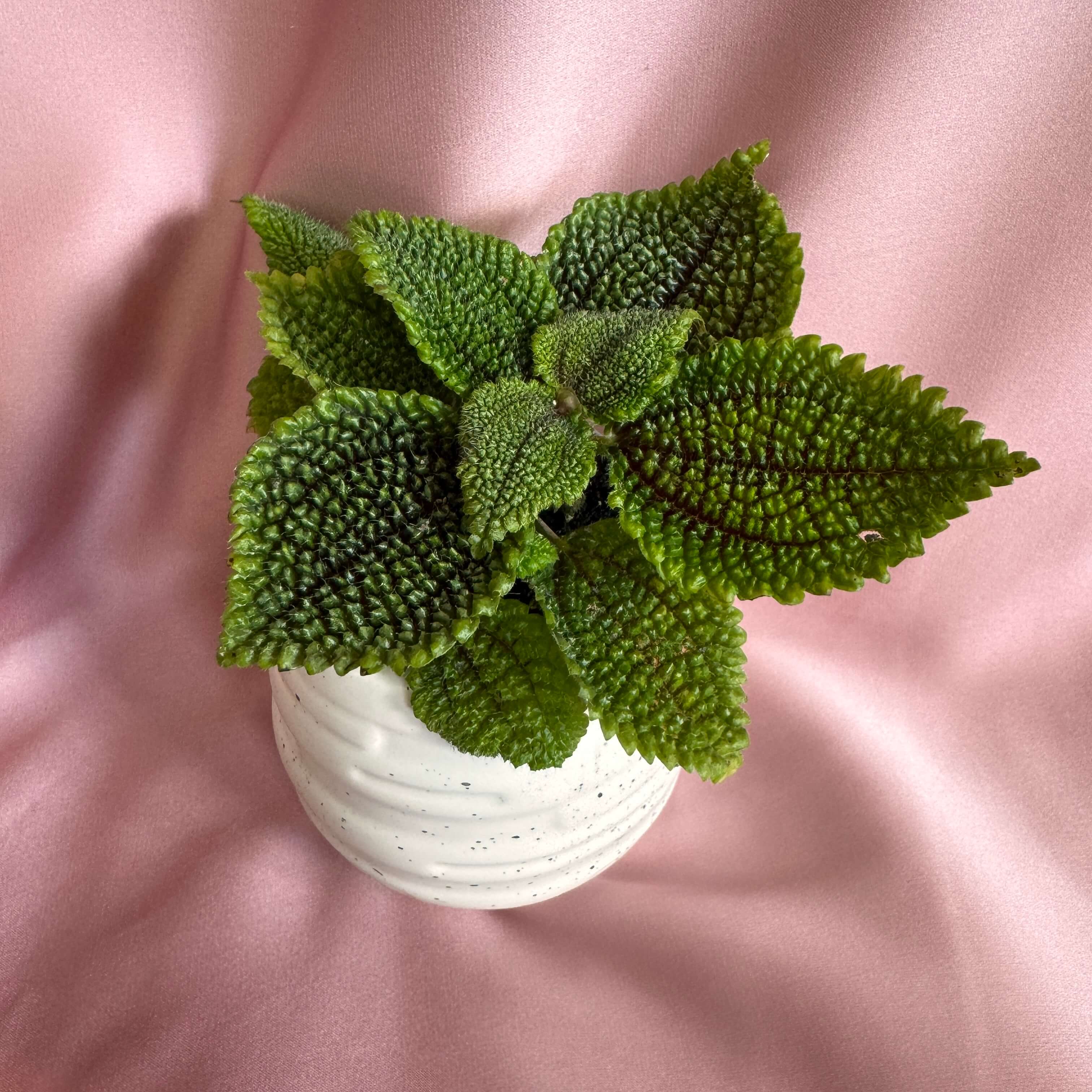 Pilea mollis Moon Valley