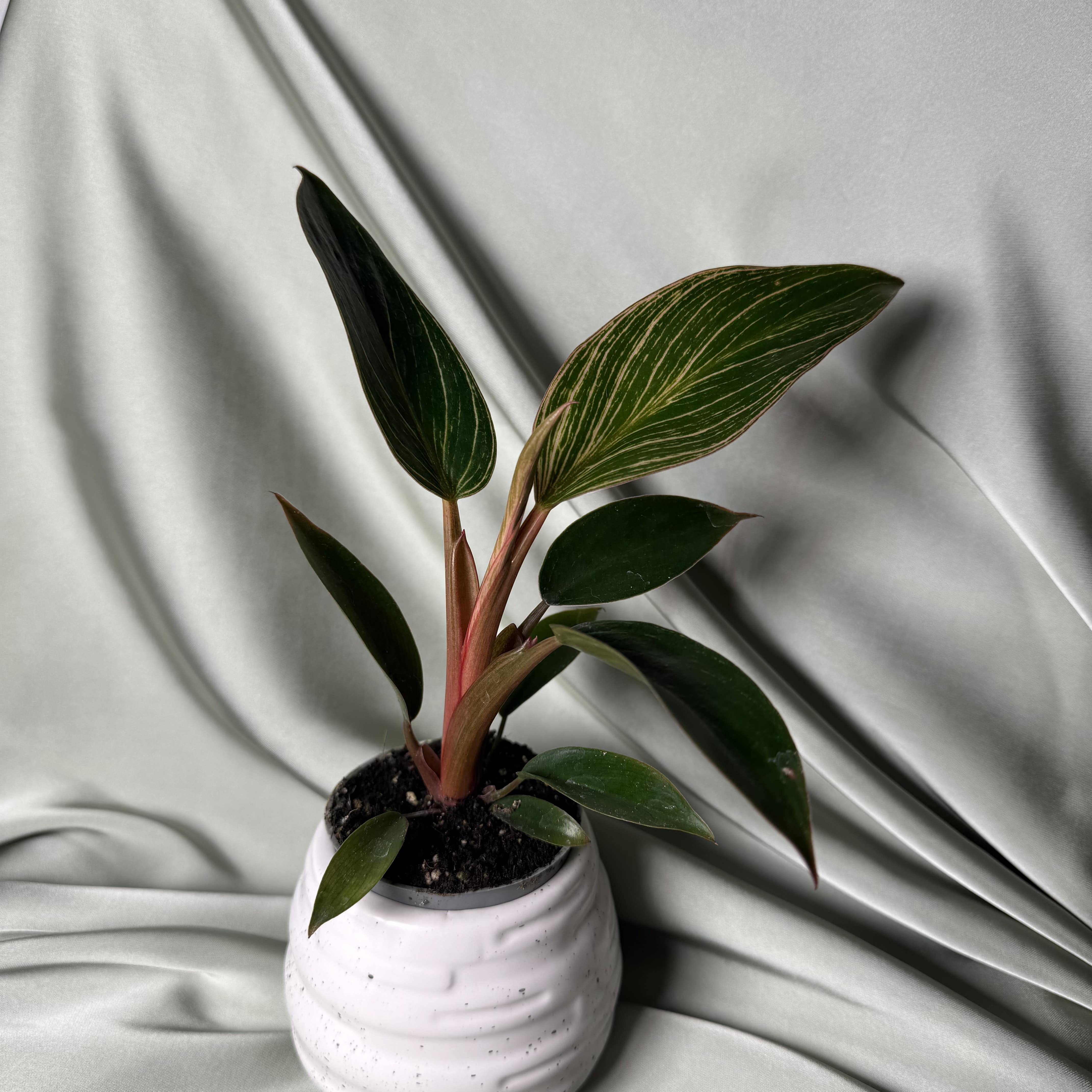 Philodendron Pink Bikini