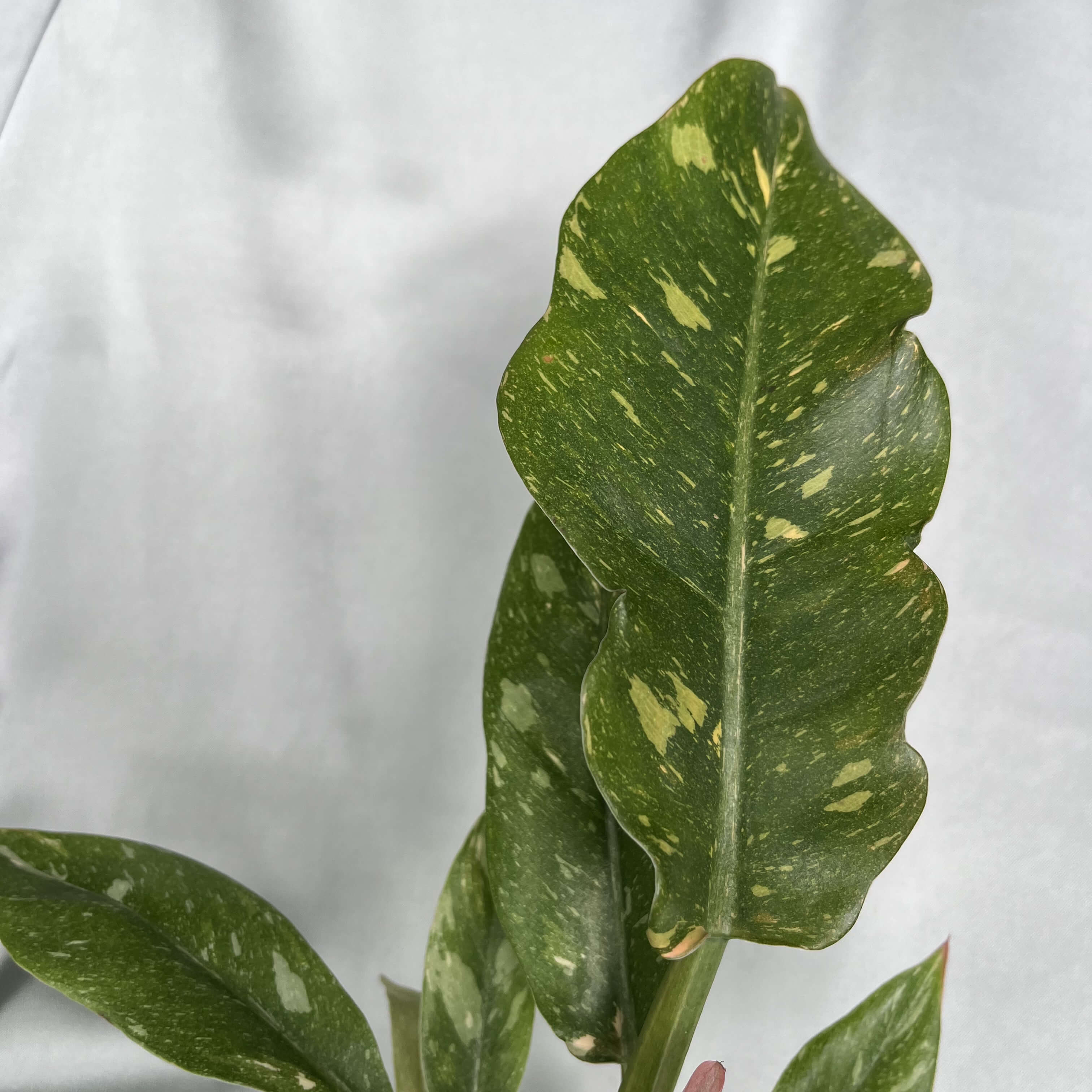 Philodendron Ring of Fire