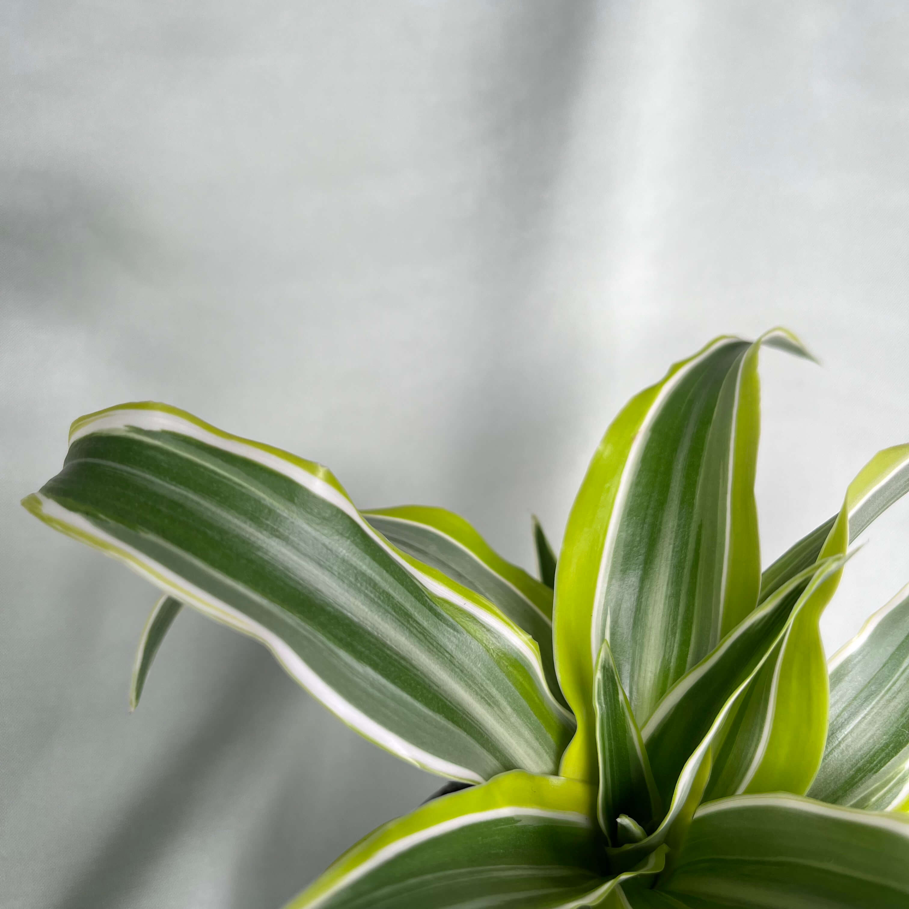 Dracaena fragrans Lemon Lime
