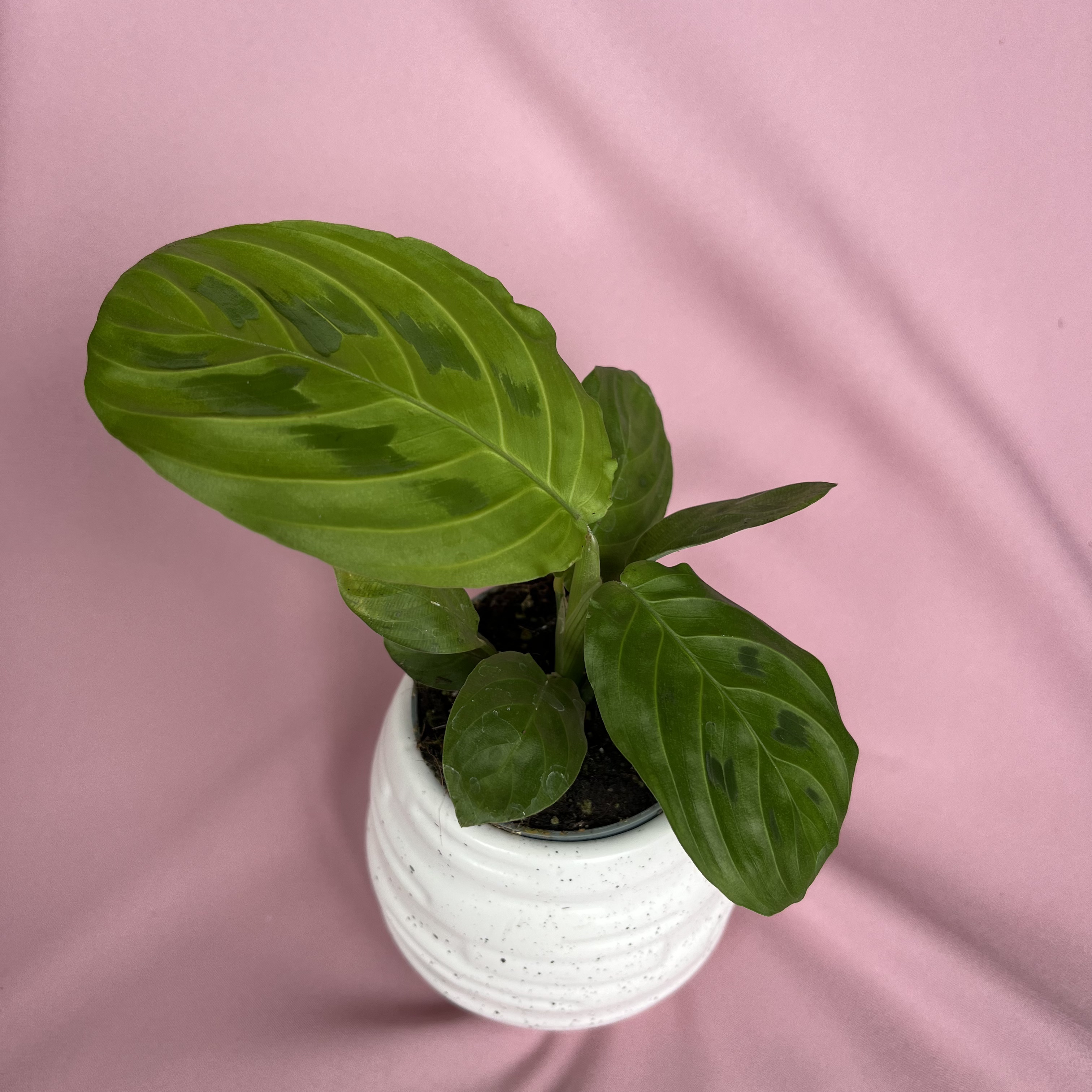 Maranta leuconeura Lemon Lime