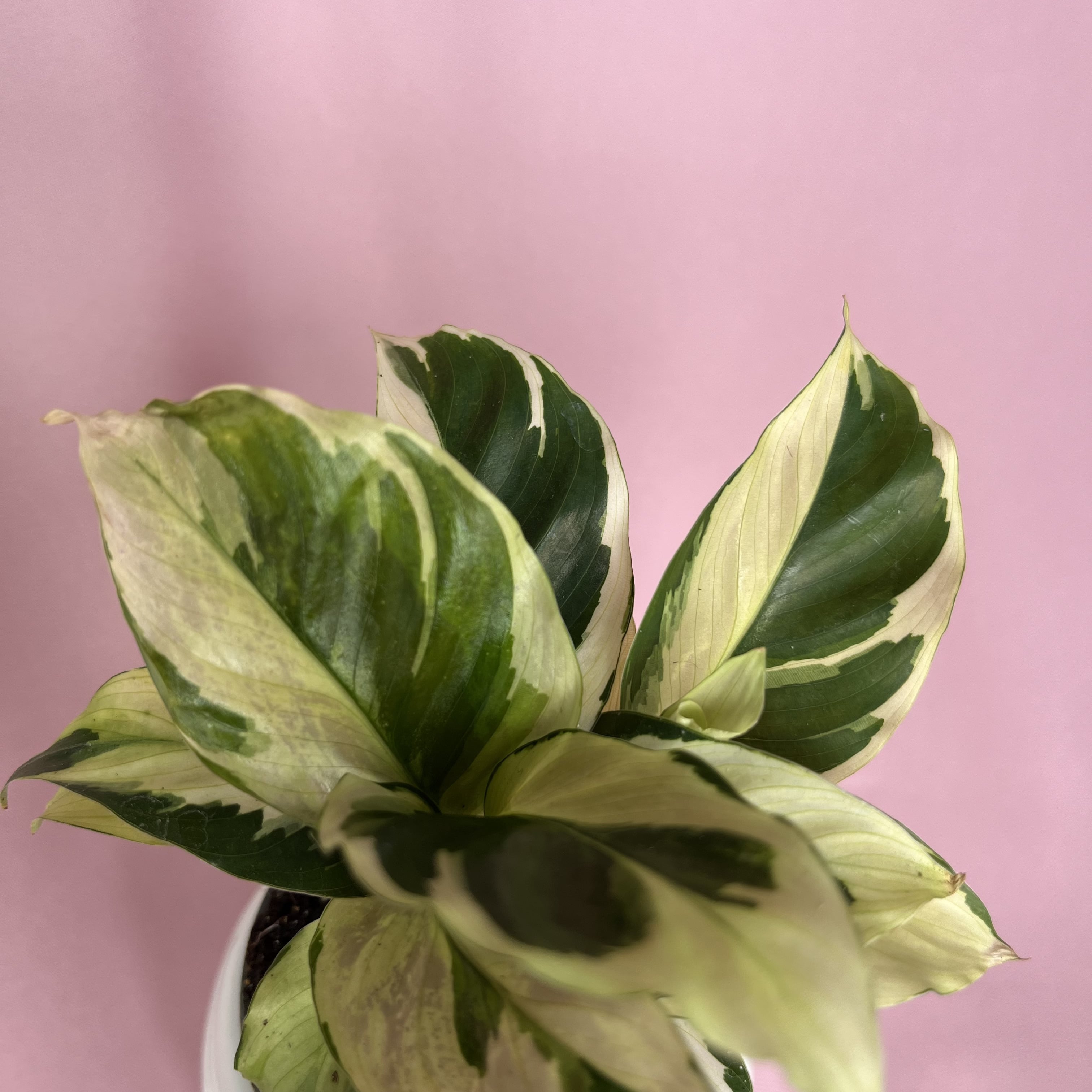 Calathea Yellow Miracle 