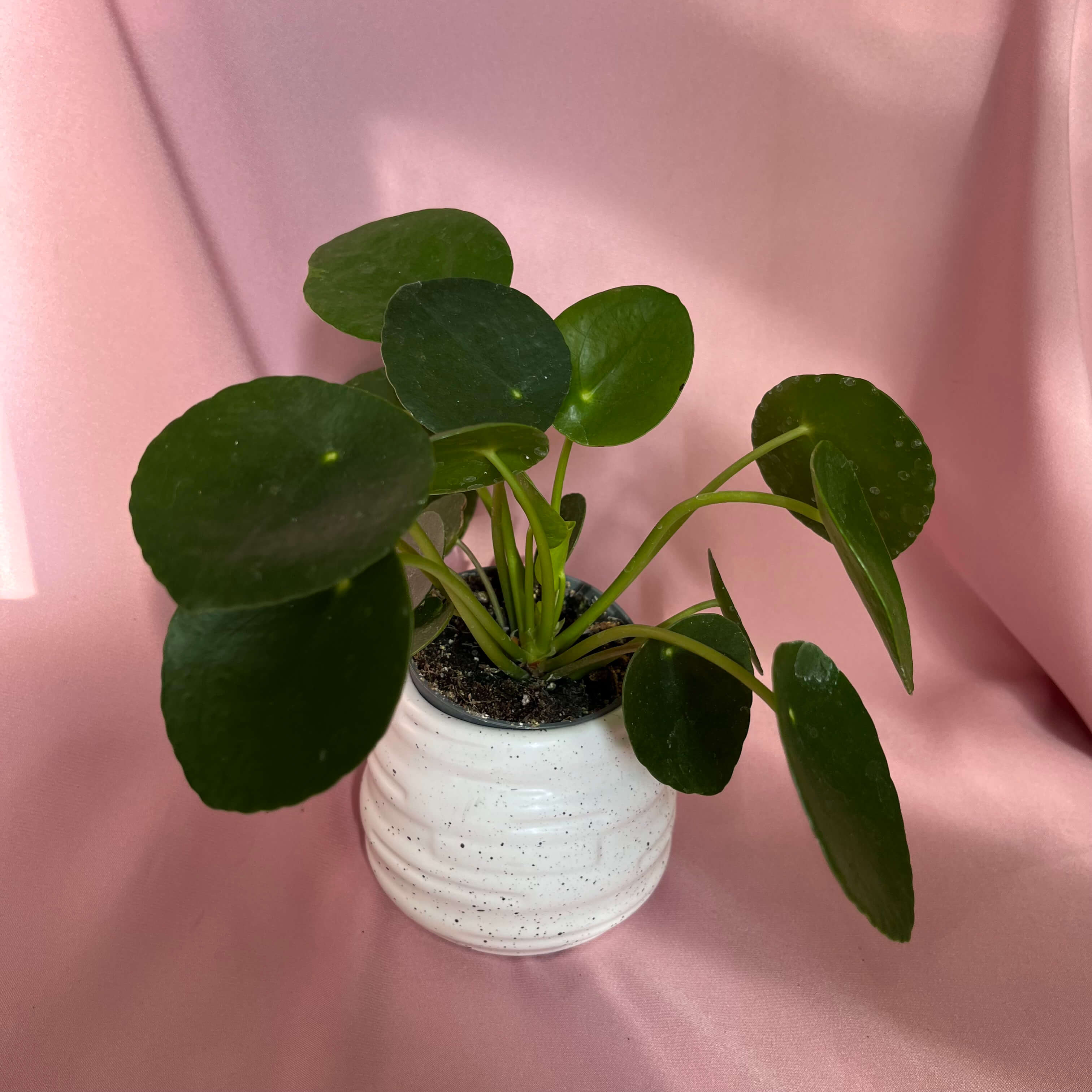 Pilea peperomioides