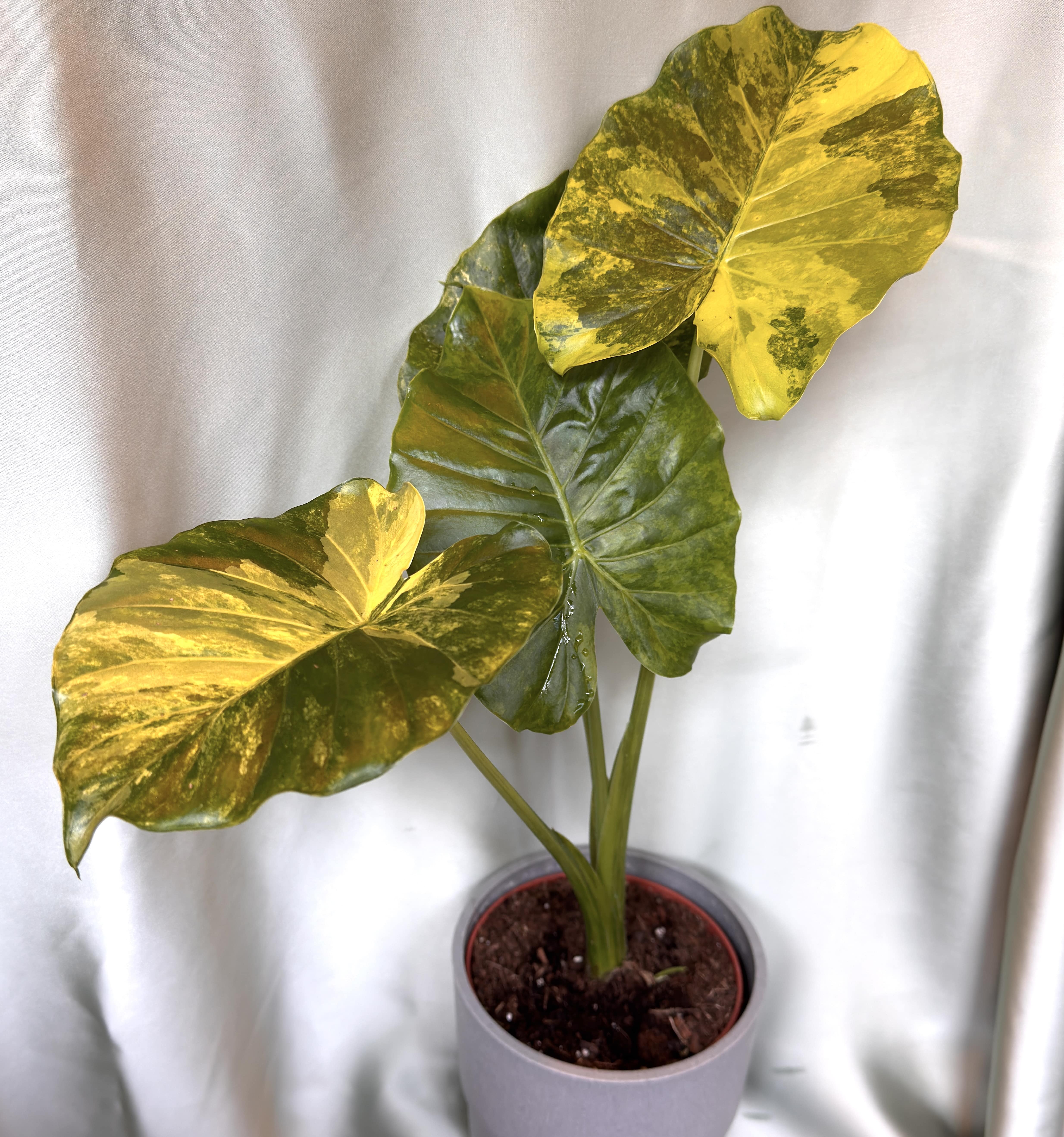 Alocasia odora Variegata