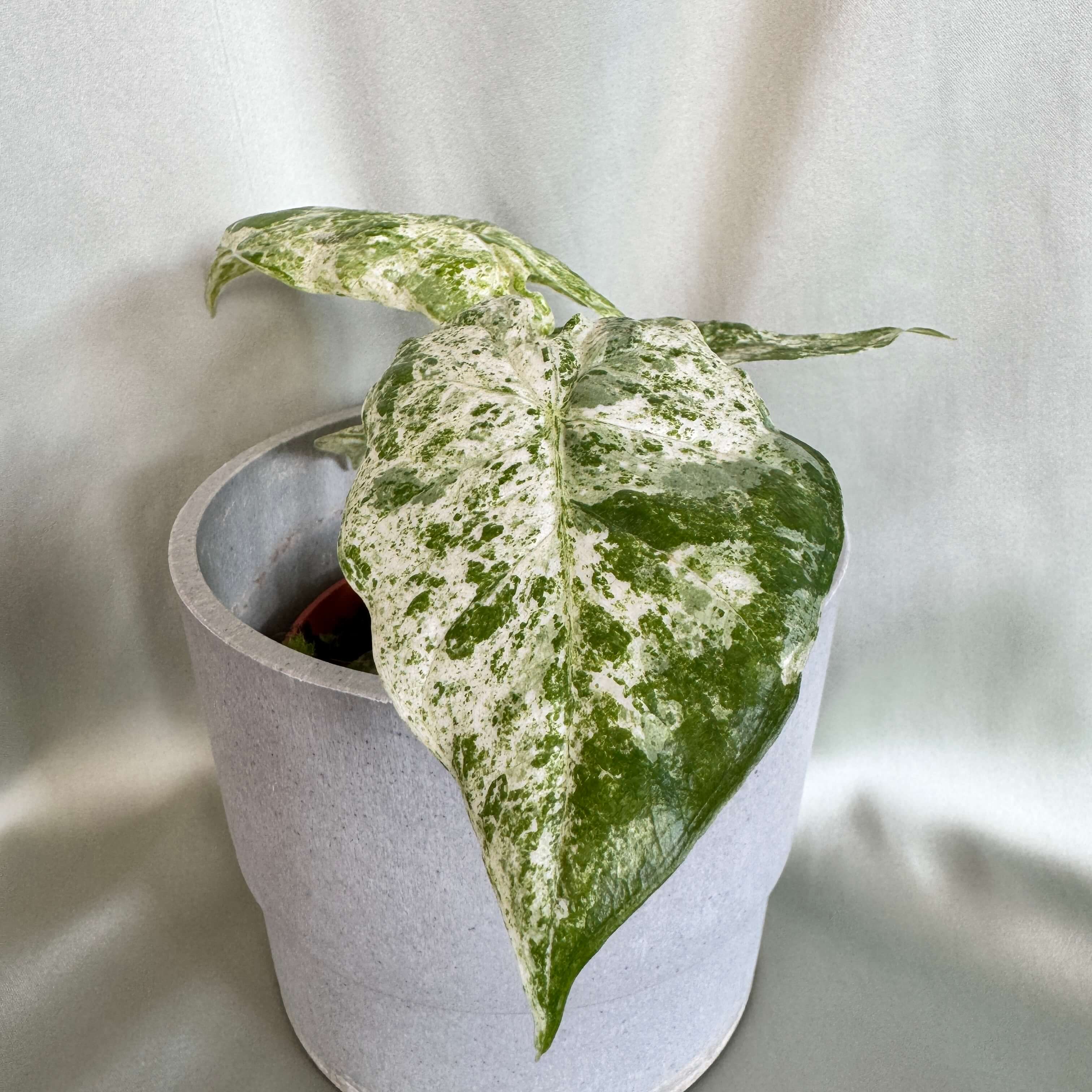 Alocasia Macrorrhizos Splash