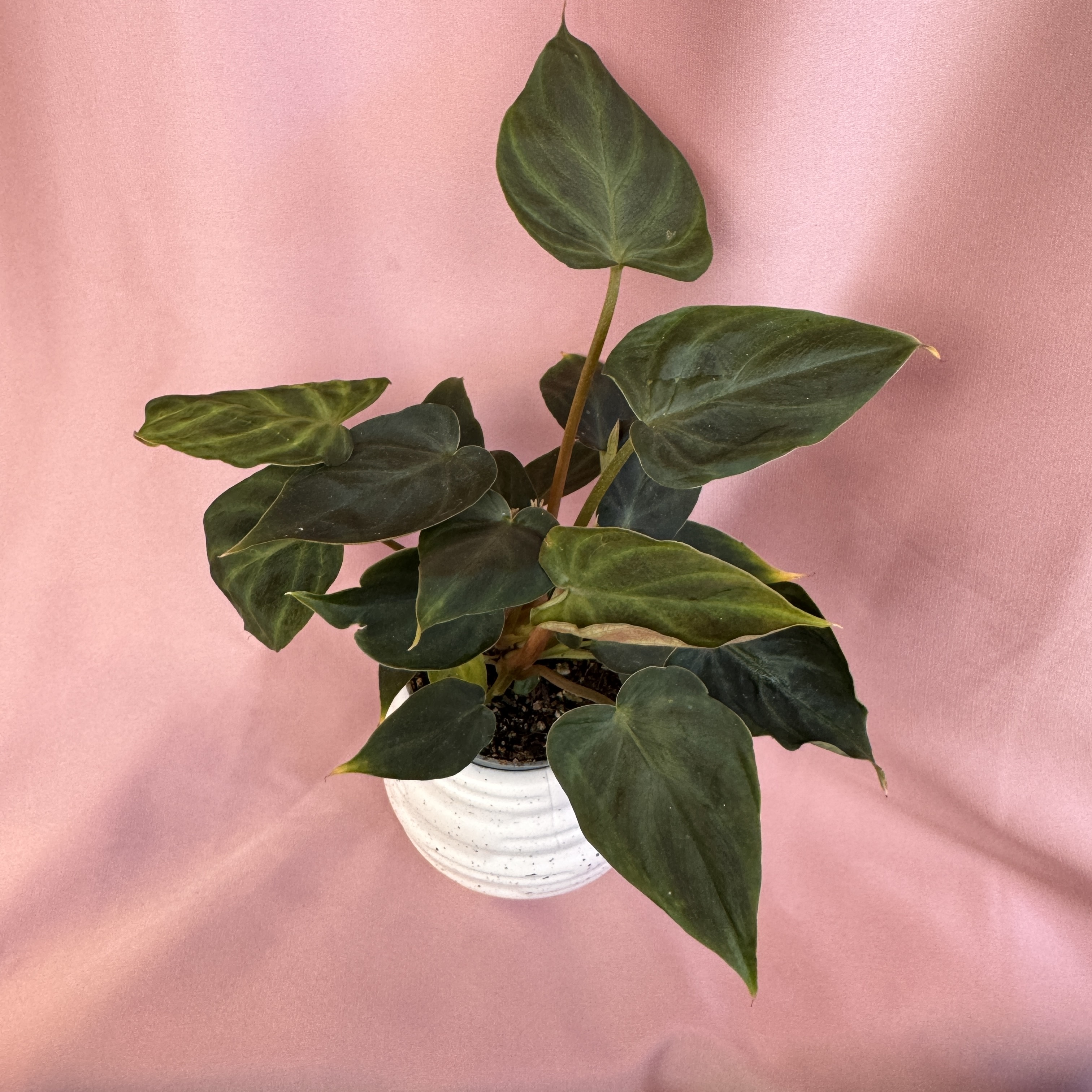 Philodendron Verrucosum