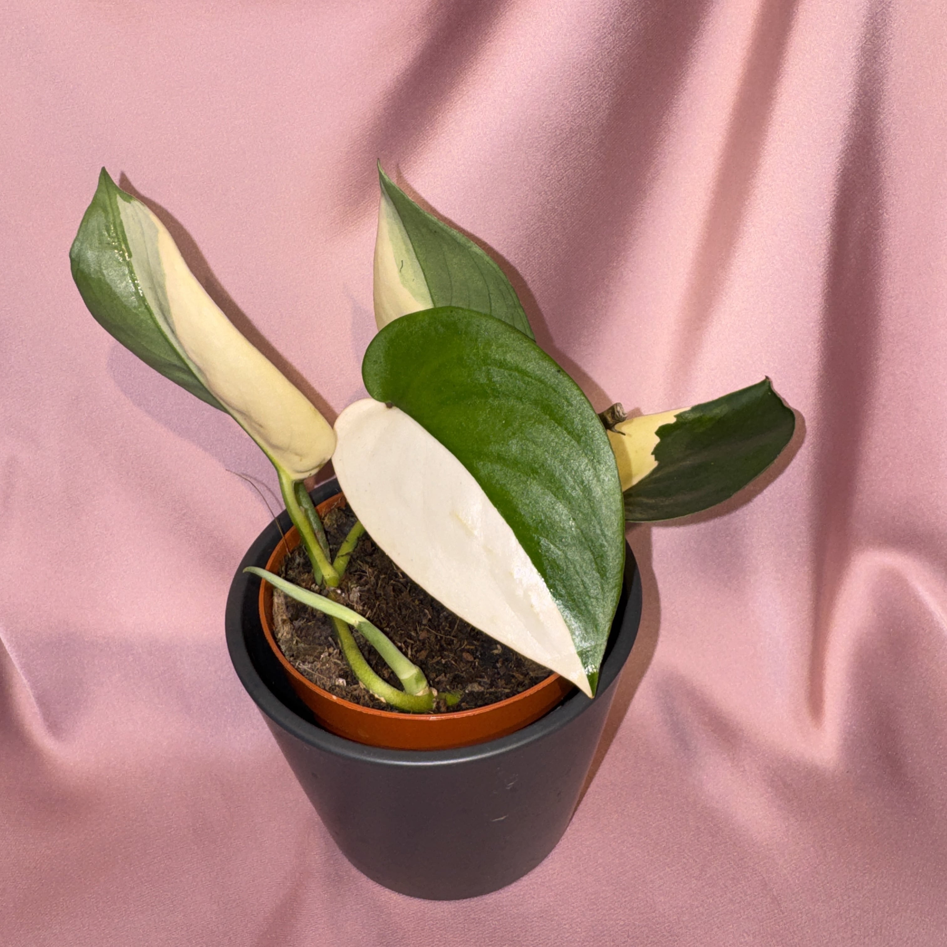 Scindapsus Jade Satin