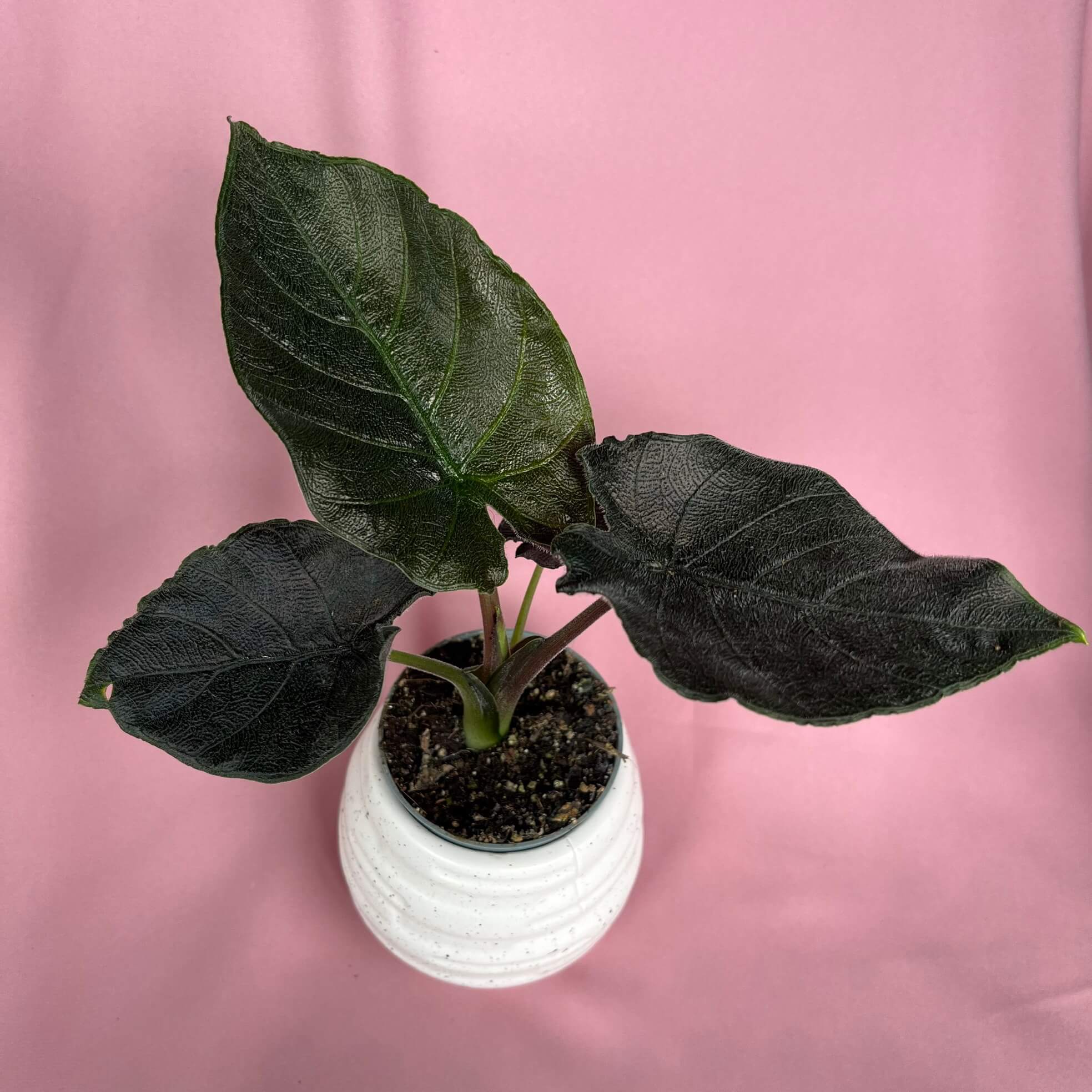 Alocasia Antoro Velvet