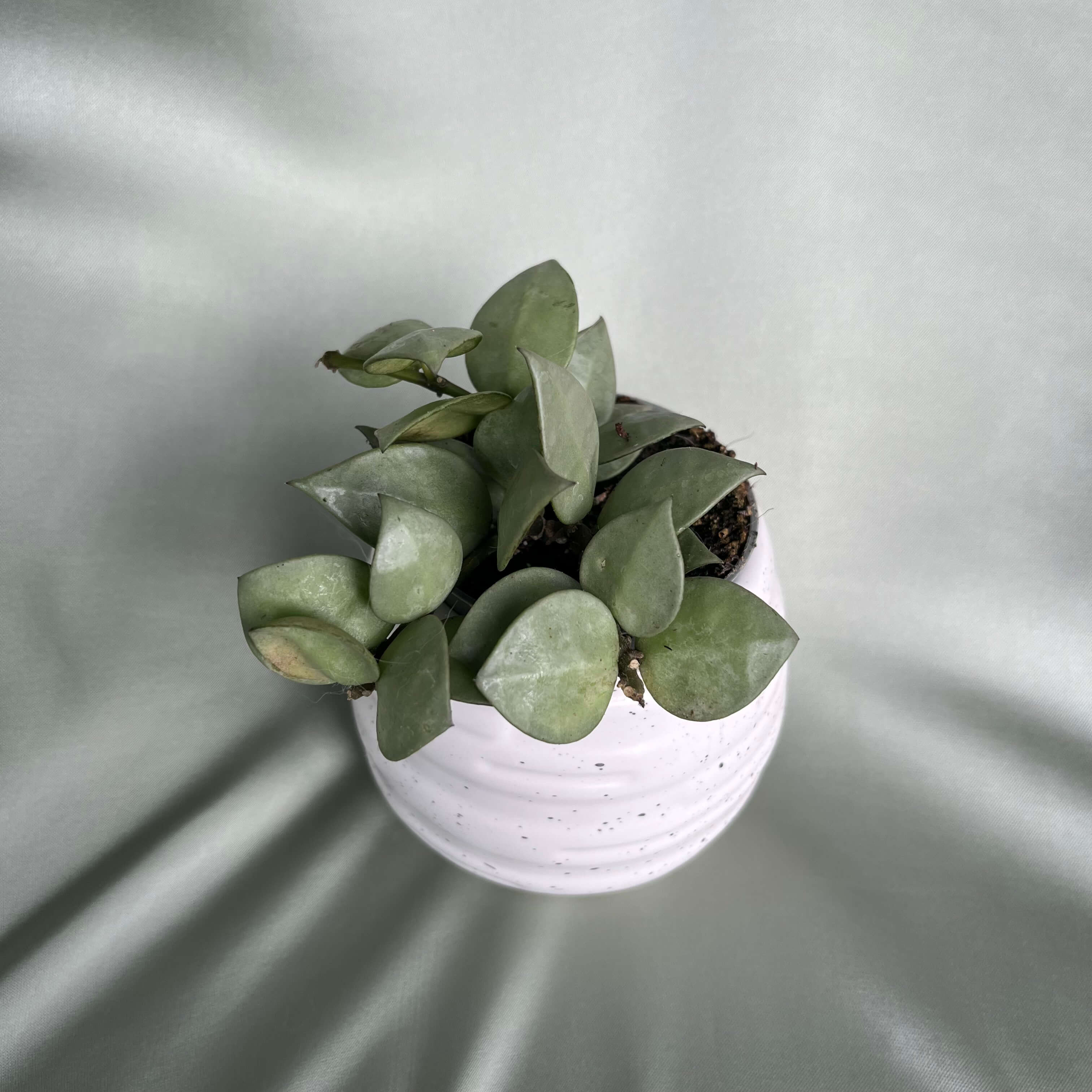 Hoya krohniana Eskimo