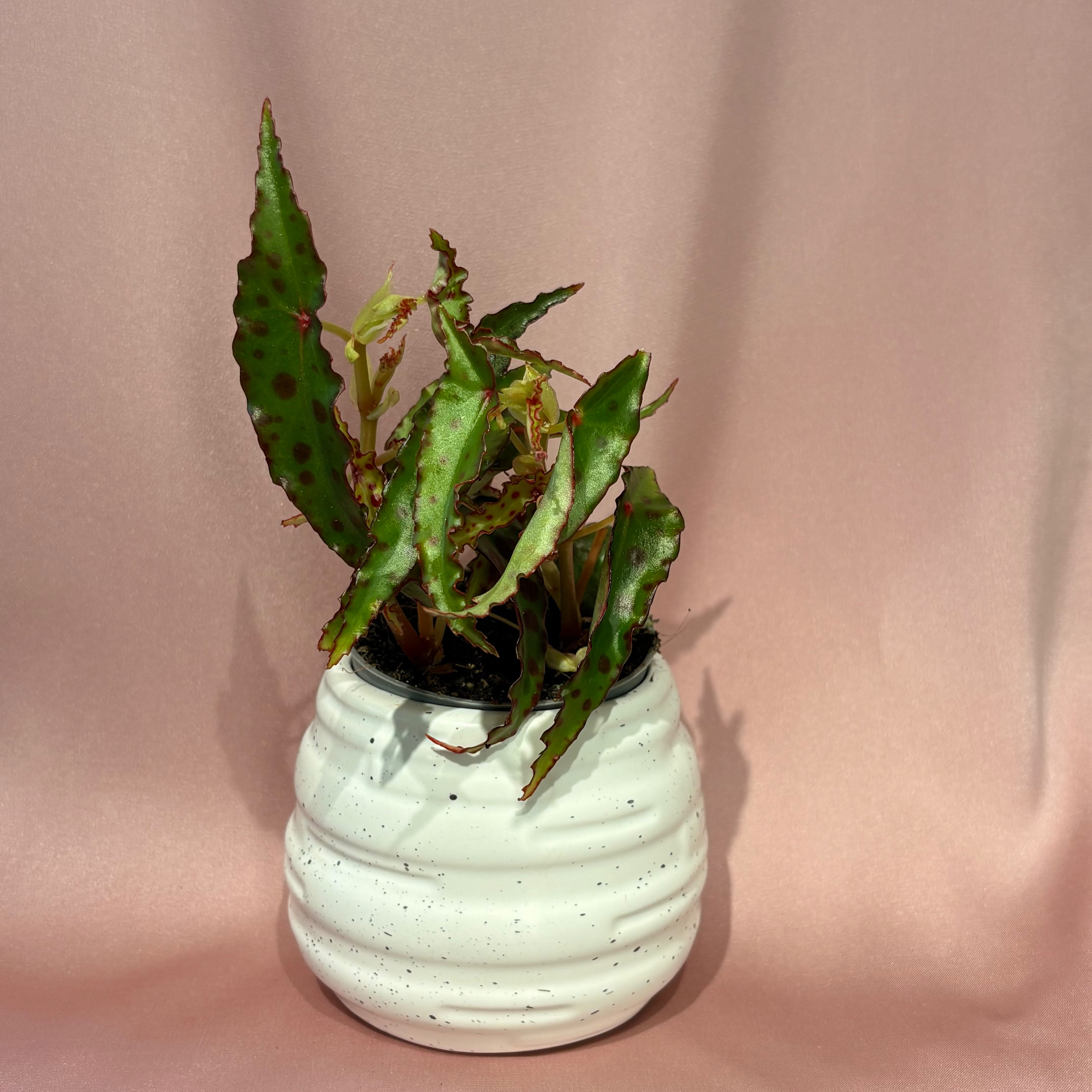 Begonia amphioxus