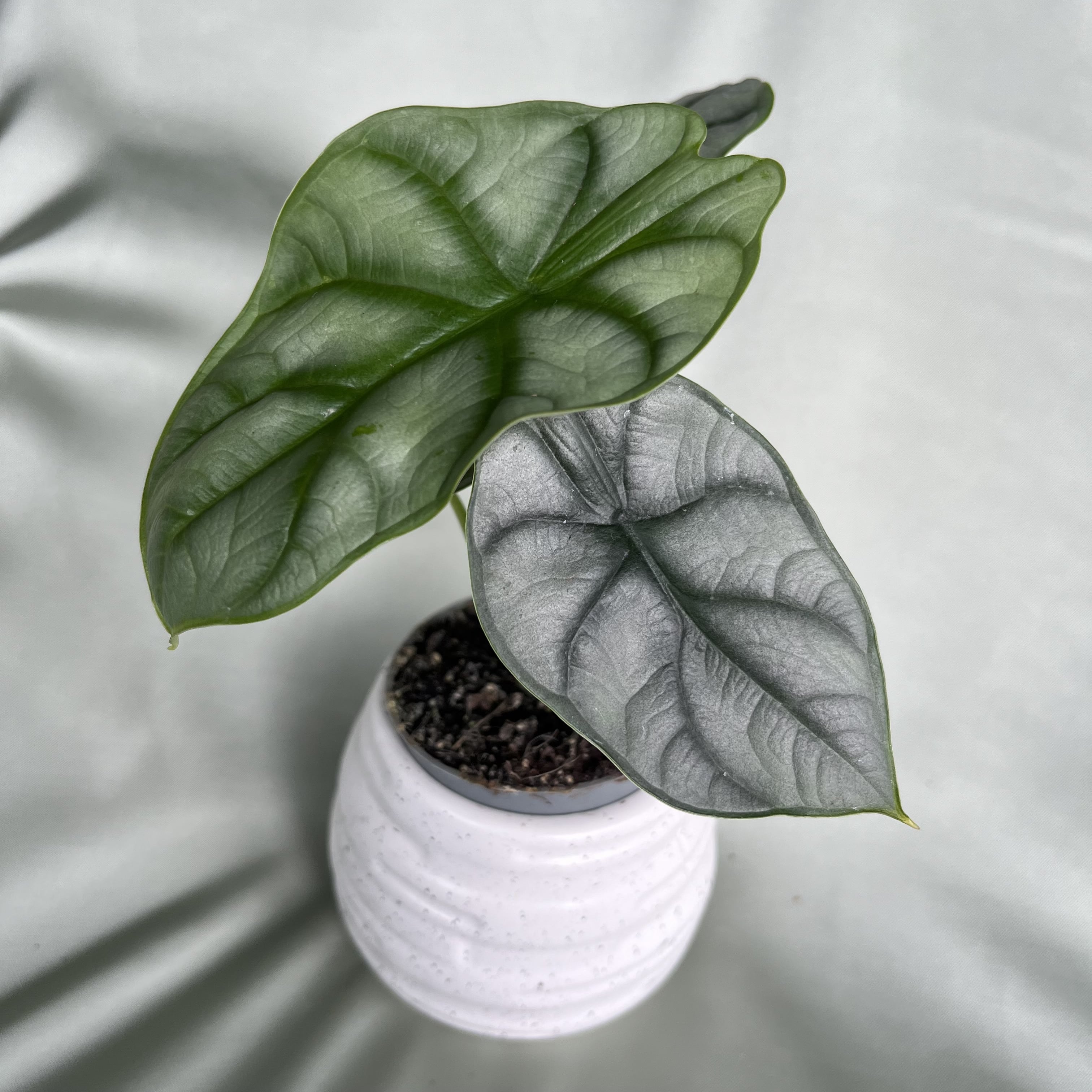 Alocasia Silver Dragon