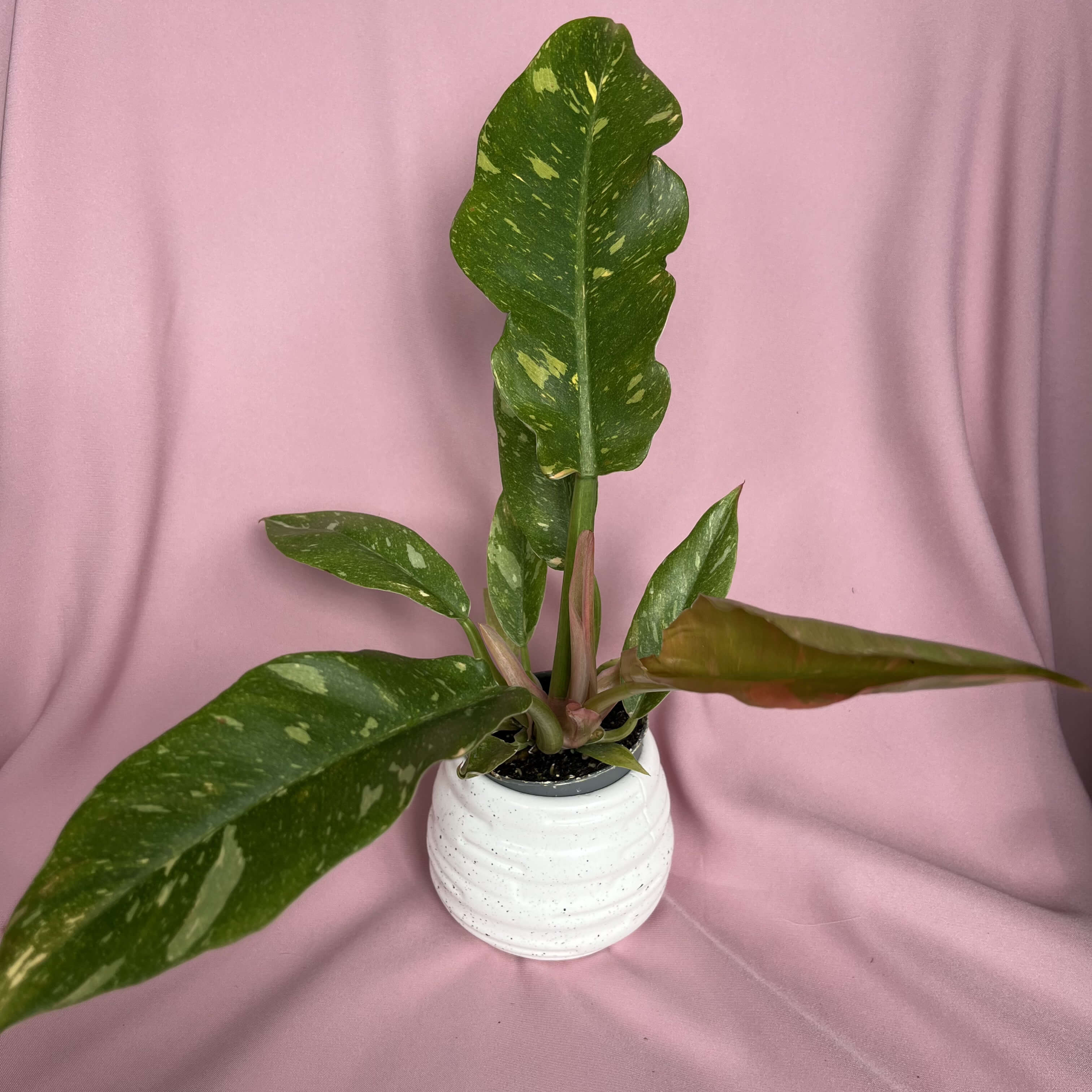 Philodendron Ring of Fire