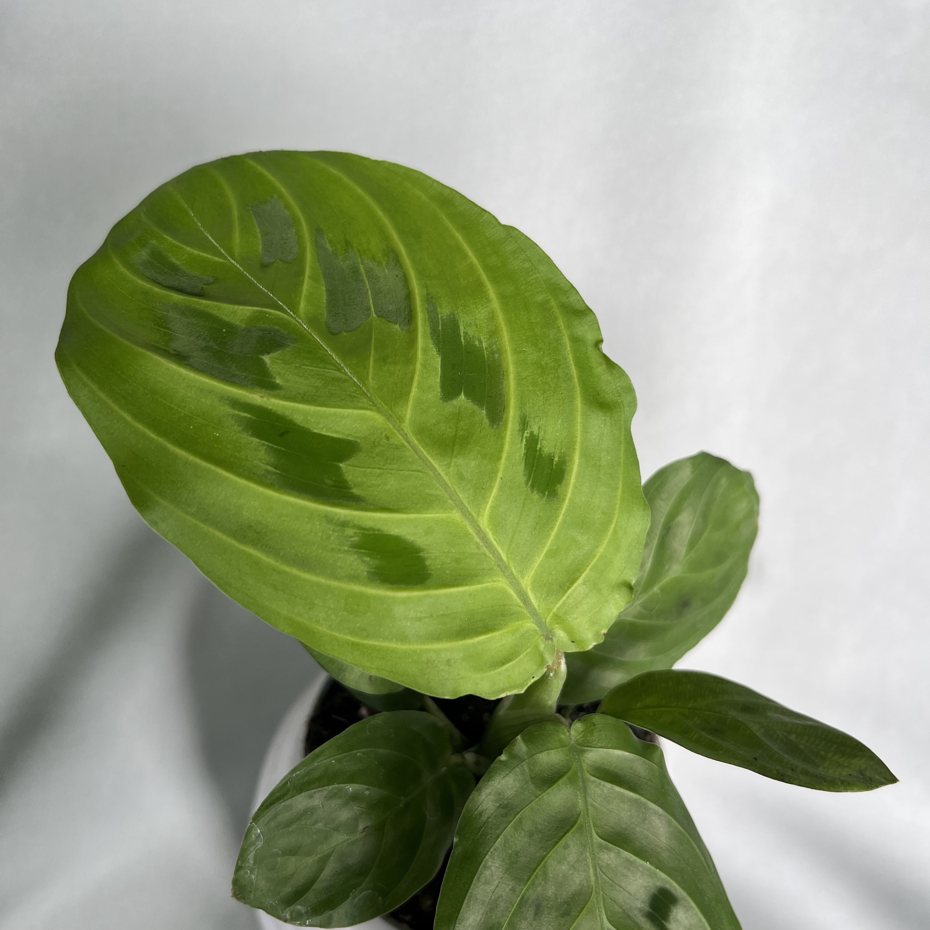 Maranta leuconeura Lemon Lime