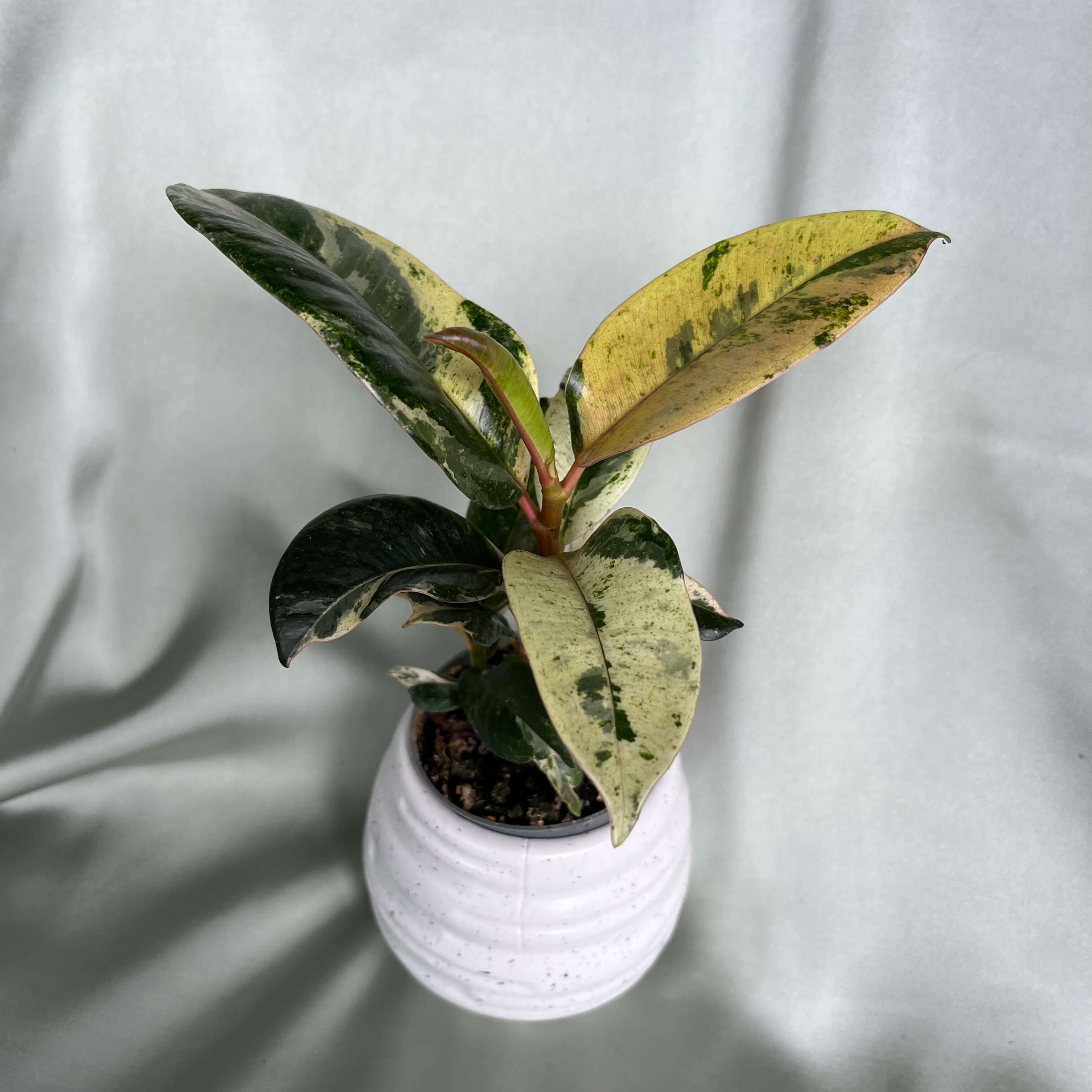 Ficus elastica Shivereana