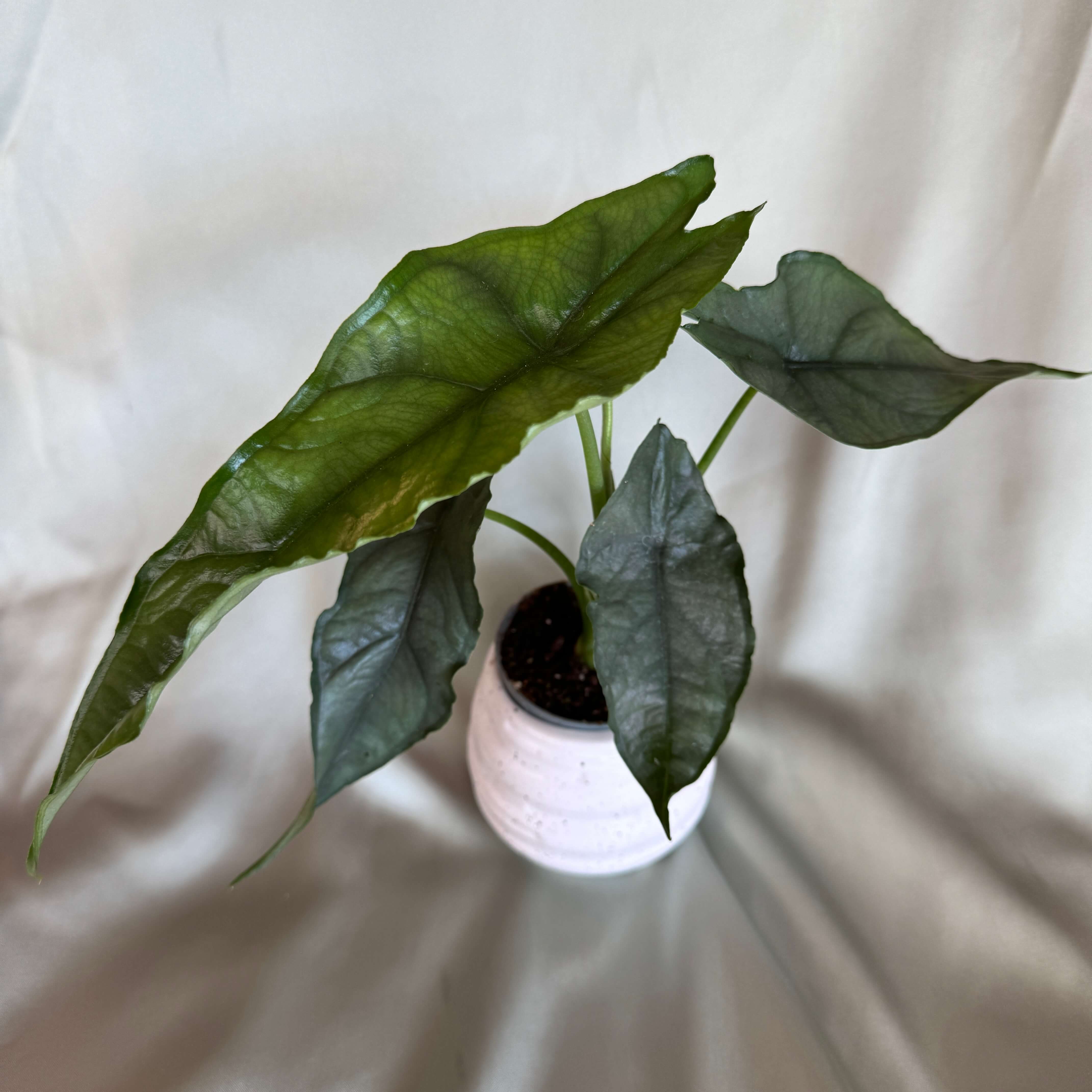 Alocasia heterophylla Dragon's Breath