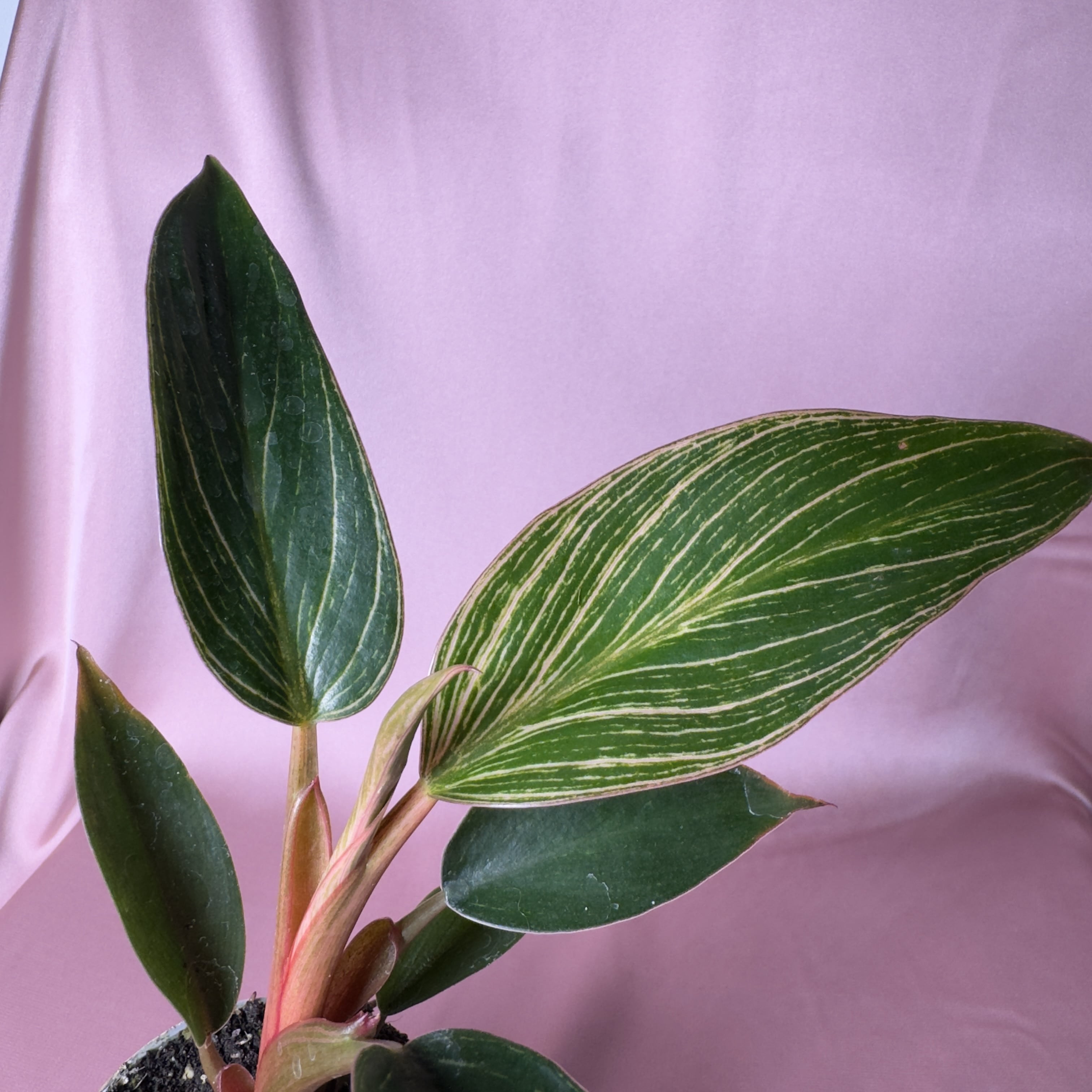 Philodendron Pink Bikini